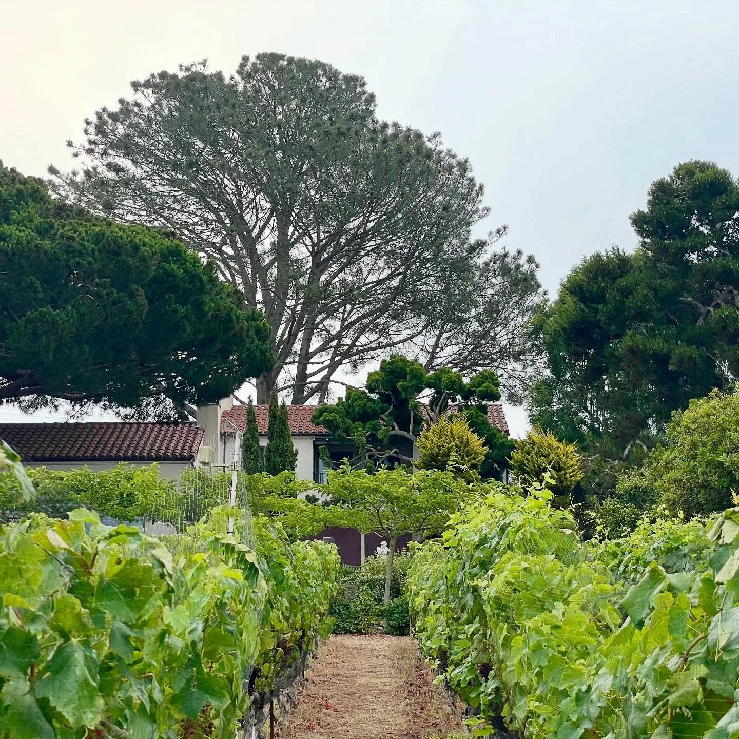 An overcast calm morning before the sun appears. Our #vineyard is happy, netted, and about a month away from #harvest. Our #syrah #grapes are starting #verasion turning color, and the slow process of their #brix sugar rising for ripening. Every year 