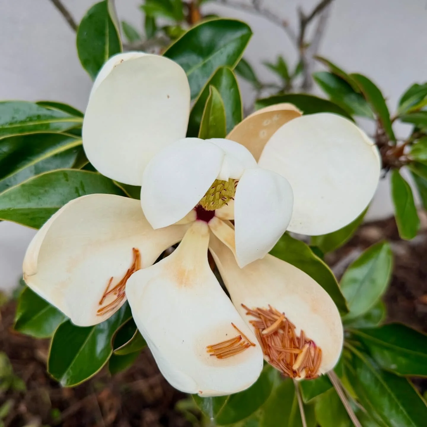 Love the #flowers of the #littlegem #magnolia. Snowy white 5&nbsp;inch flowers against #green and #bronze leaves that #welcome in the #holiday season. Mine is at our entrance #gate, especially to whisper #hello.

#holidayspirit #greenery #domainedema