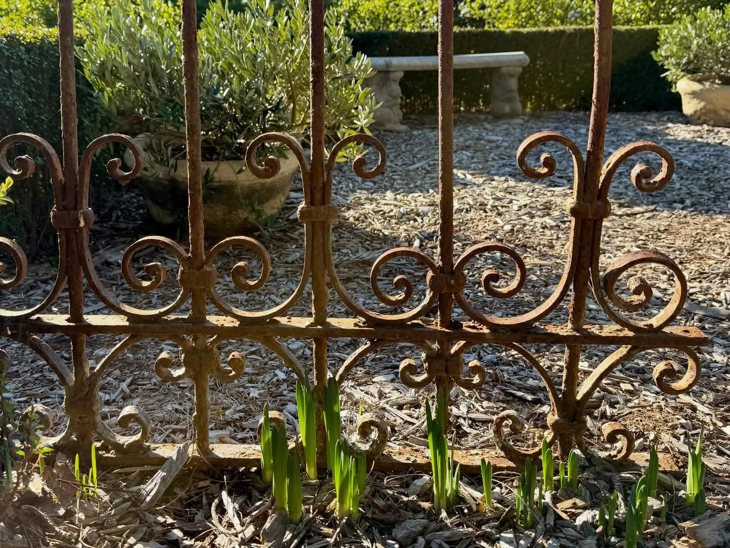 Cooler temperatures and intermittent waves of rain have my #narcissus #bulbs springing to life early. I am always #happy to see them, announcing #winter in my #garden.

#gardengate #winter #frenchcountryliving 
#wintermood #bulbs