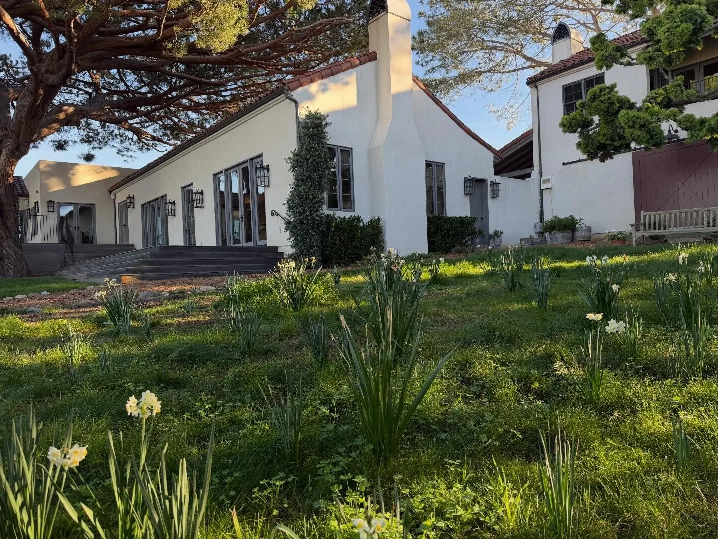 Happy to back in my #garden in #coastalcalifornia welcomed by blooming narcissus and pacific sunsets. #spring is just around the corner. A taste of #frenchcountryliving here.