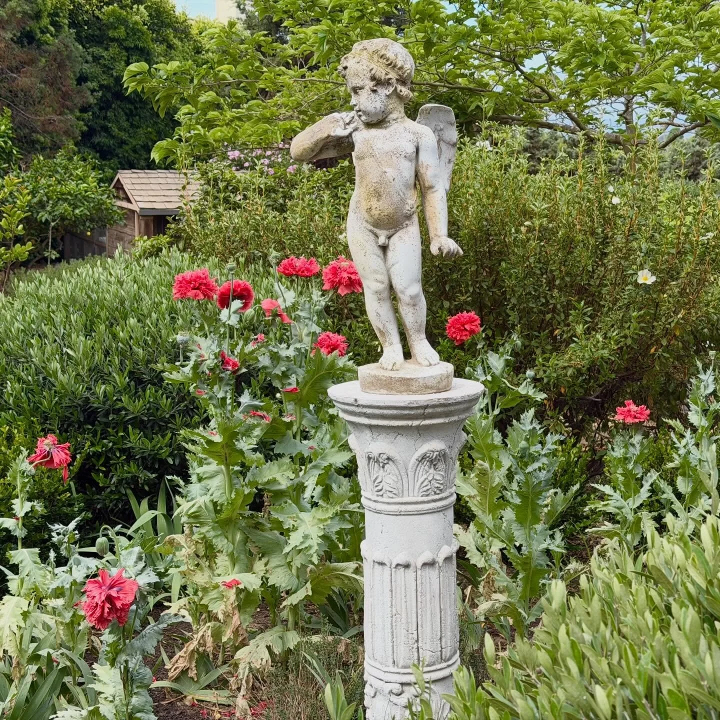 Years ago I sowed tiny #orientalpoppy seeds in my #garden. Every year in April, I can count on them self sowing and coming back in about the same spot, adding drama with their bright red blooms.

#frenchcountryliving #springgarden #domainedemanion