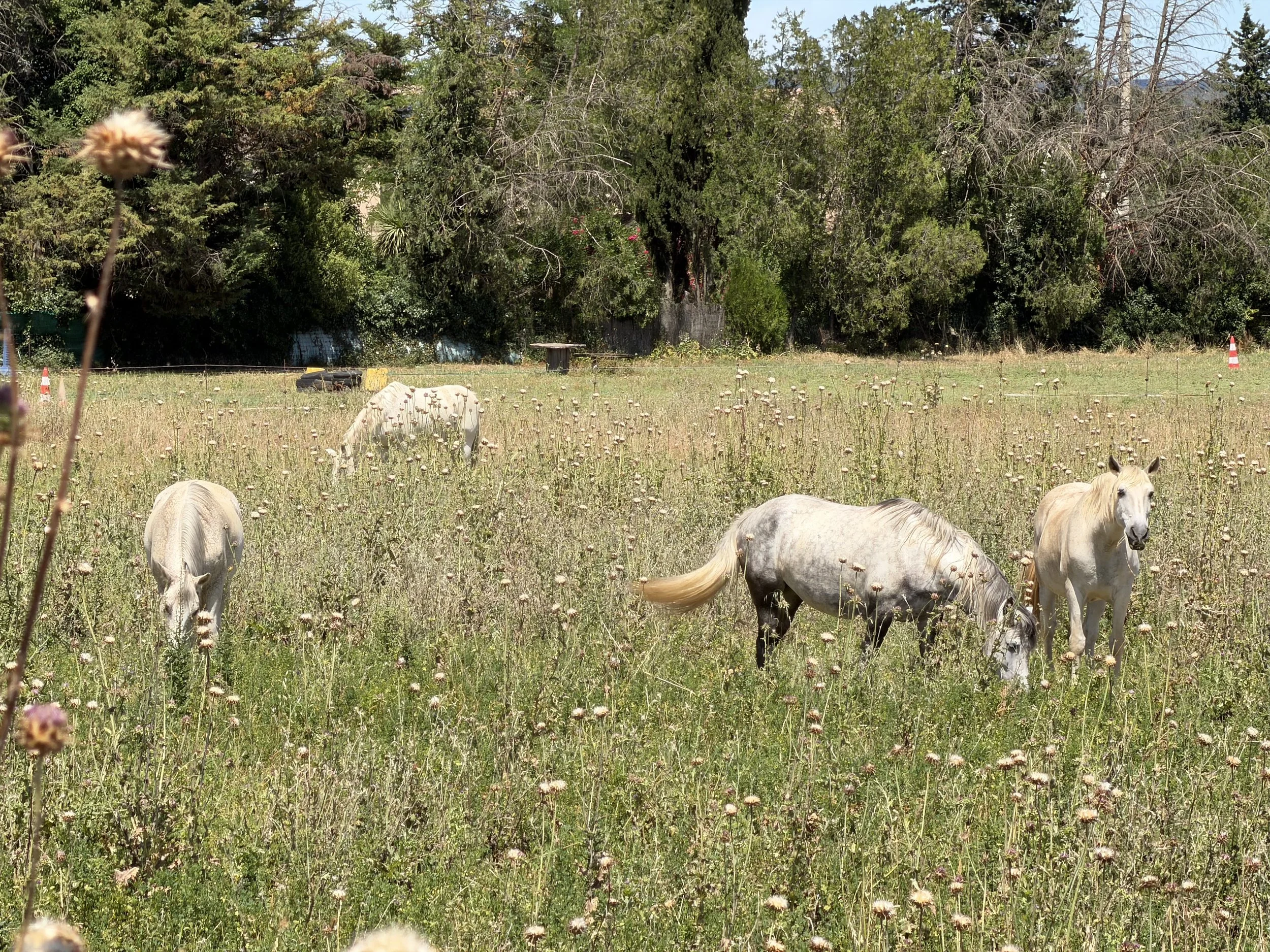 Camargue Horses in the Field