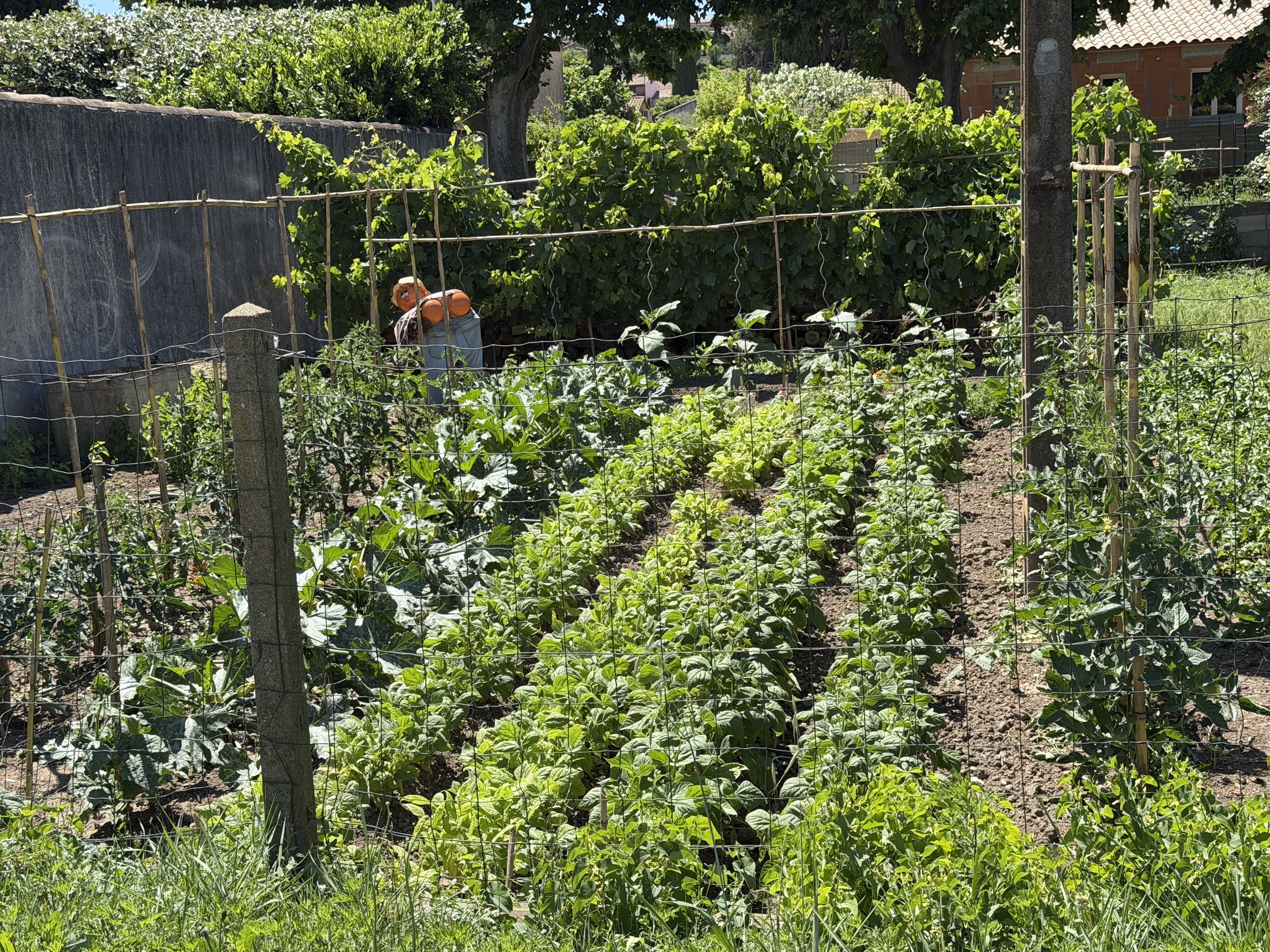 Potager Envy