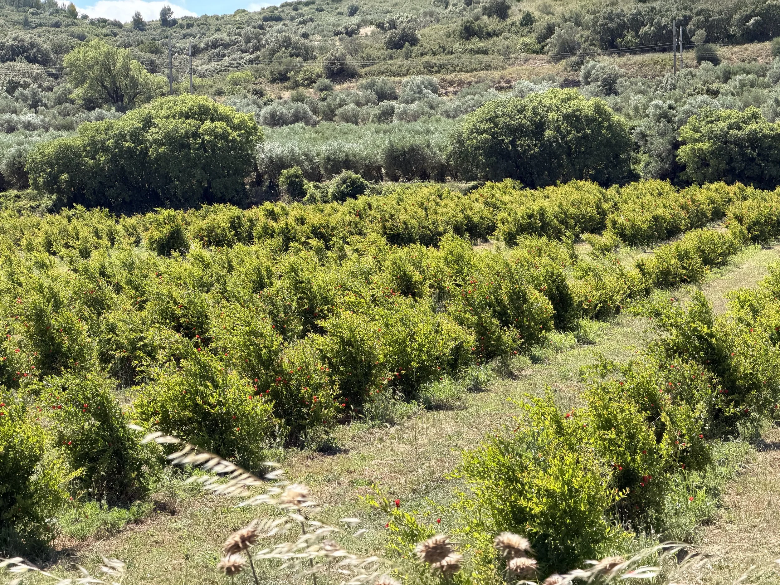 An Orchard of Pomegranate Trees