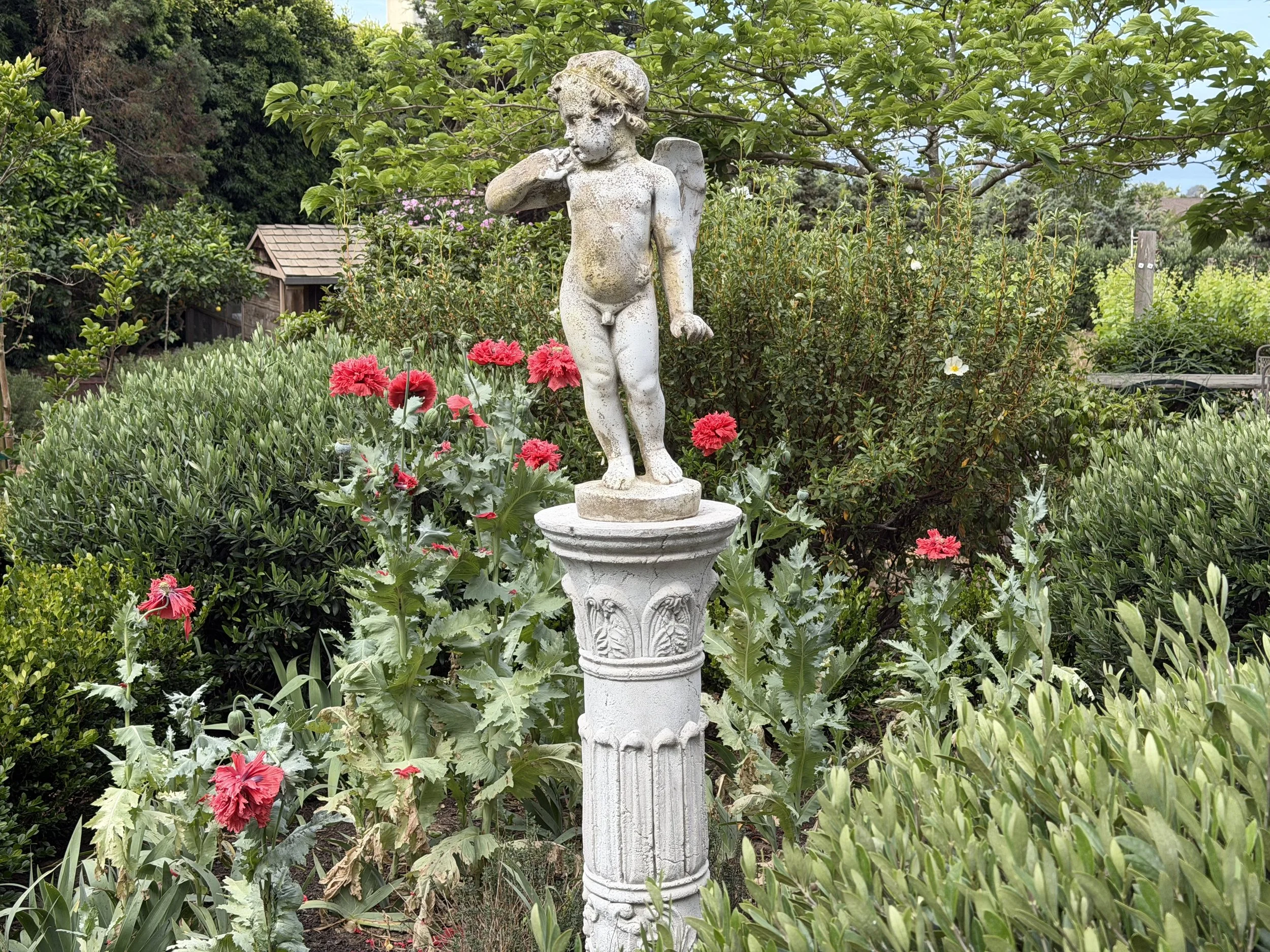 Double Peony Poppies Blooming April 2026