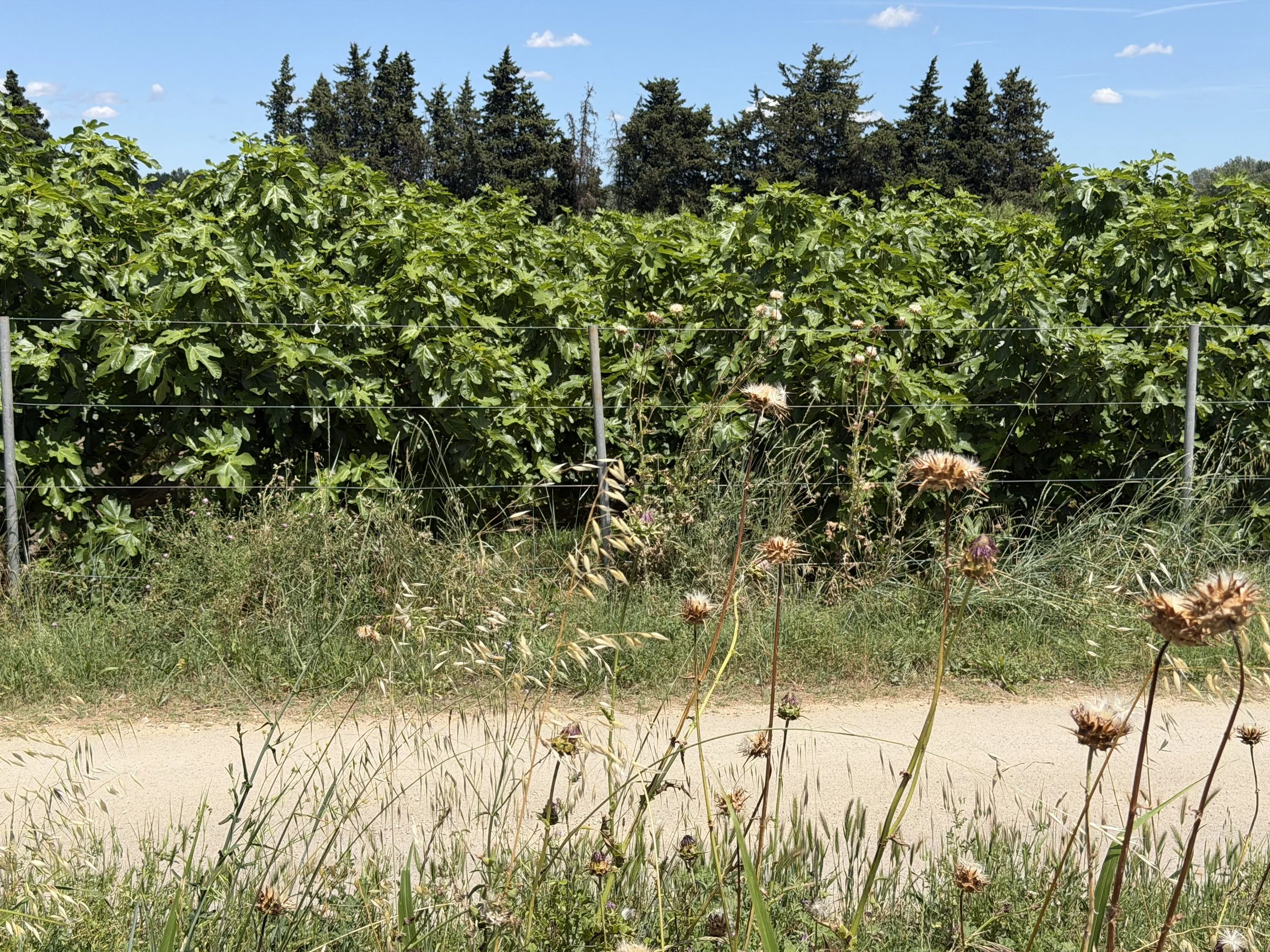 An Orchard Of Fig Trees