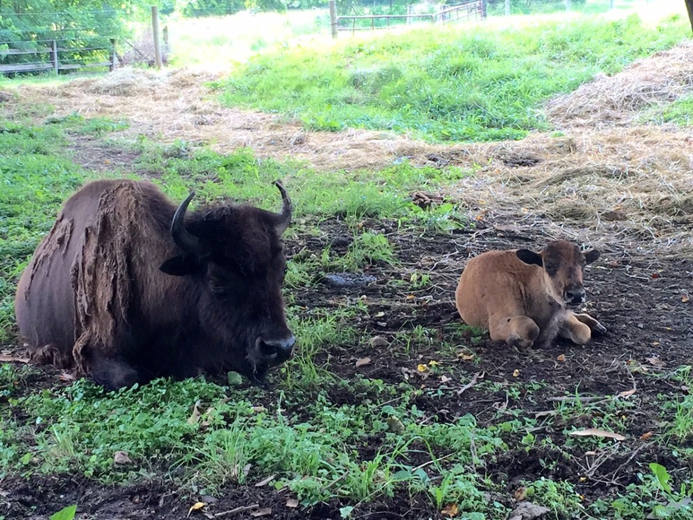 Our meadows and bison