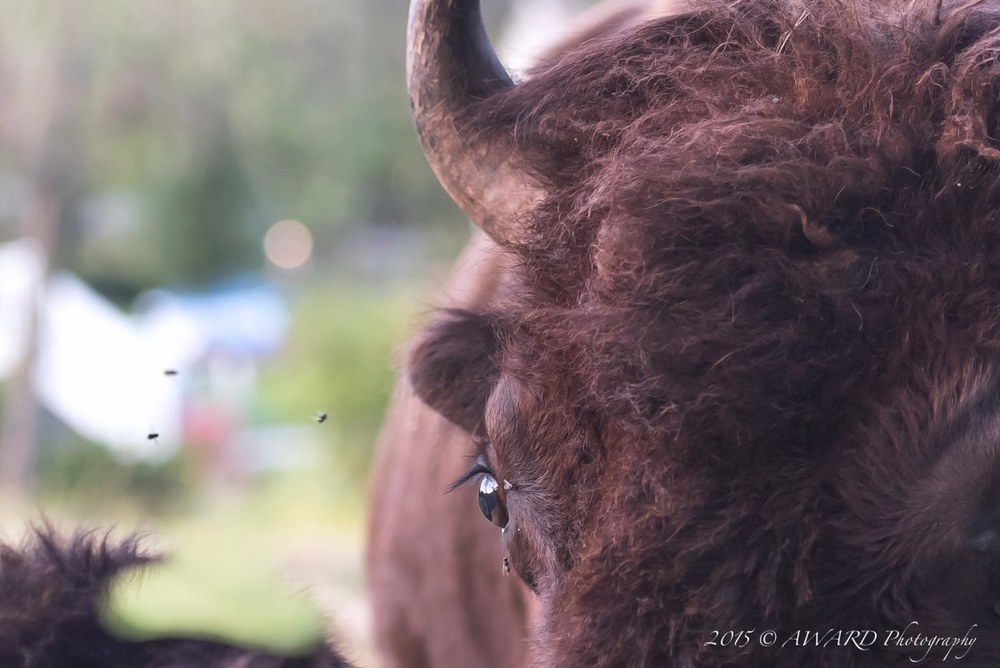 Bison Photo by Award Photography