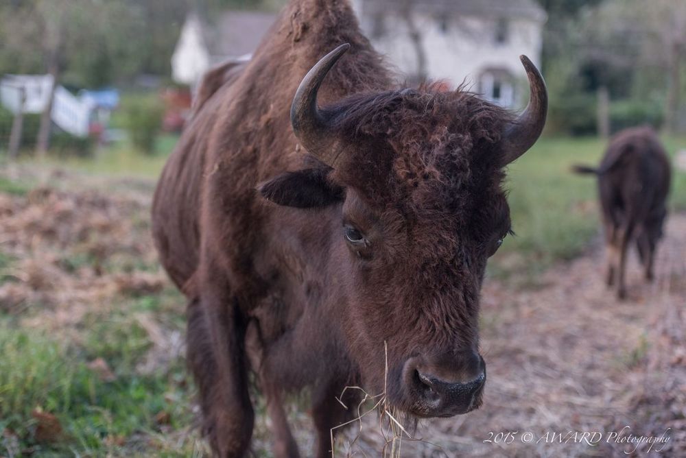 Bison Photo by Award Photography