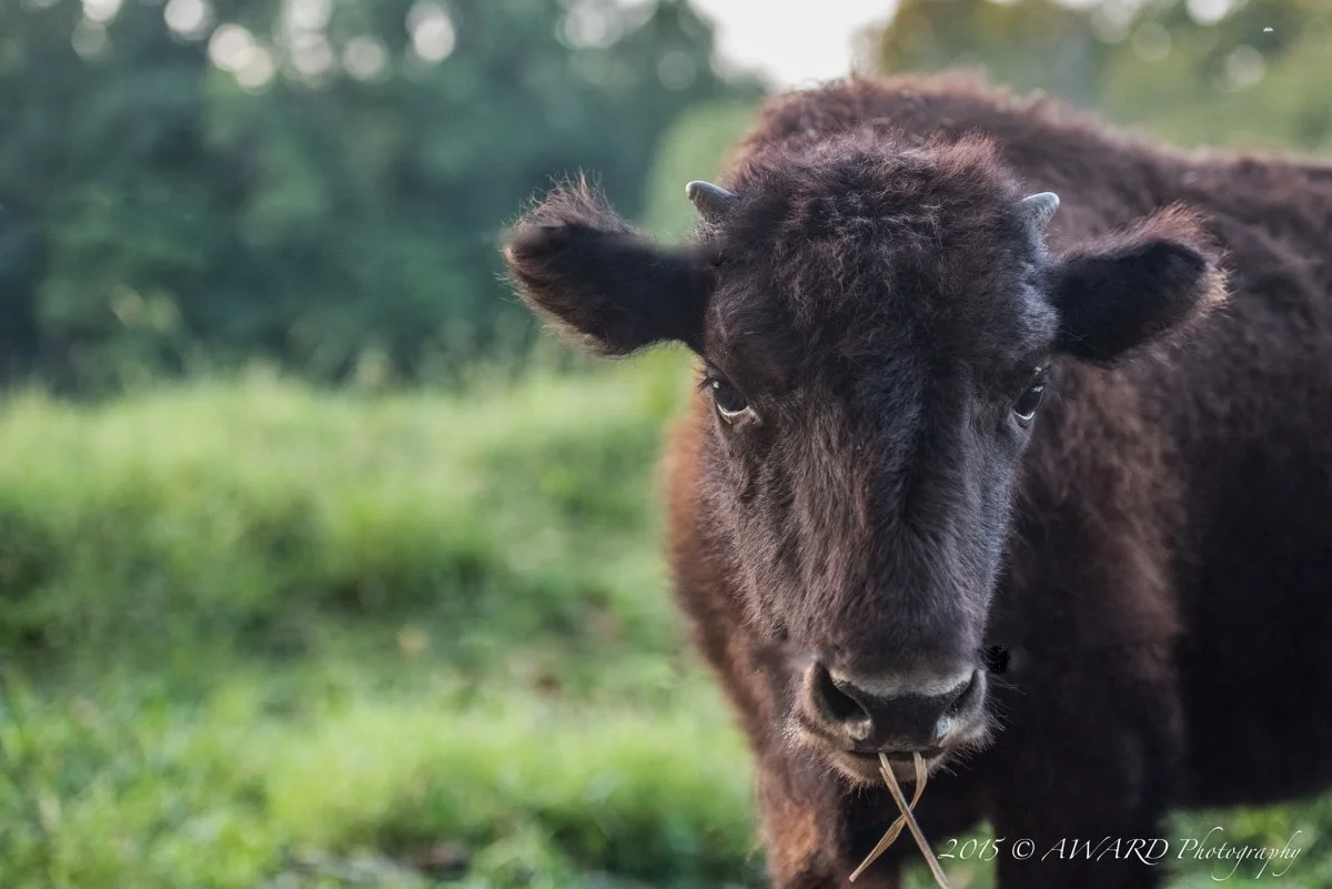 Bison Photo by Award Photography