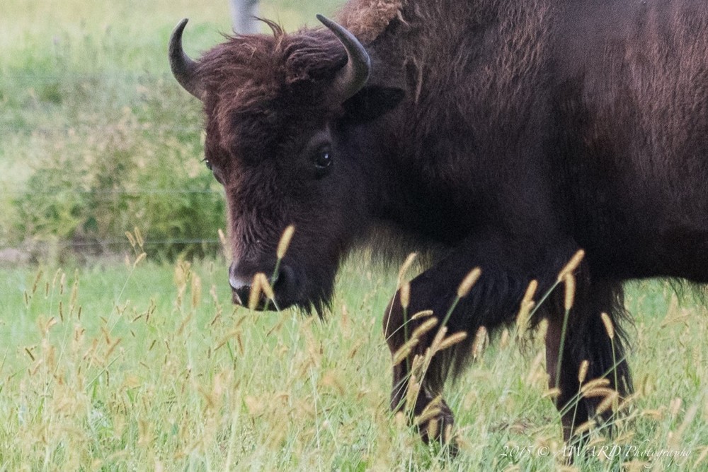 Bison Photo by Award Photography