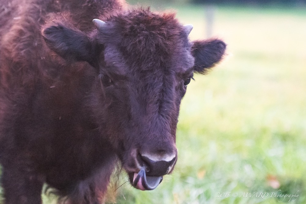 Bison Photo by Award Photography