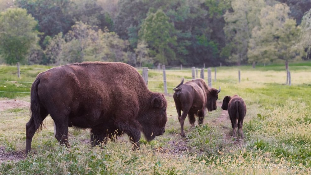 Bison Photo by Award Photography