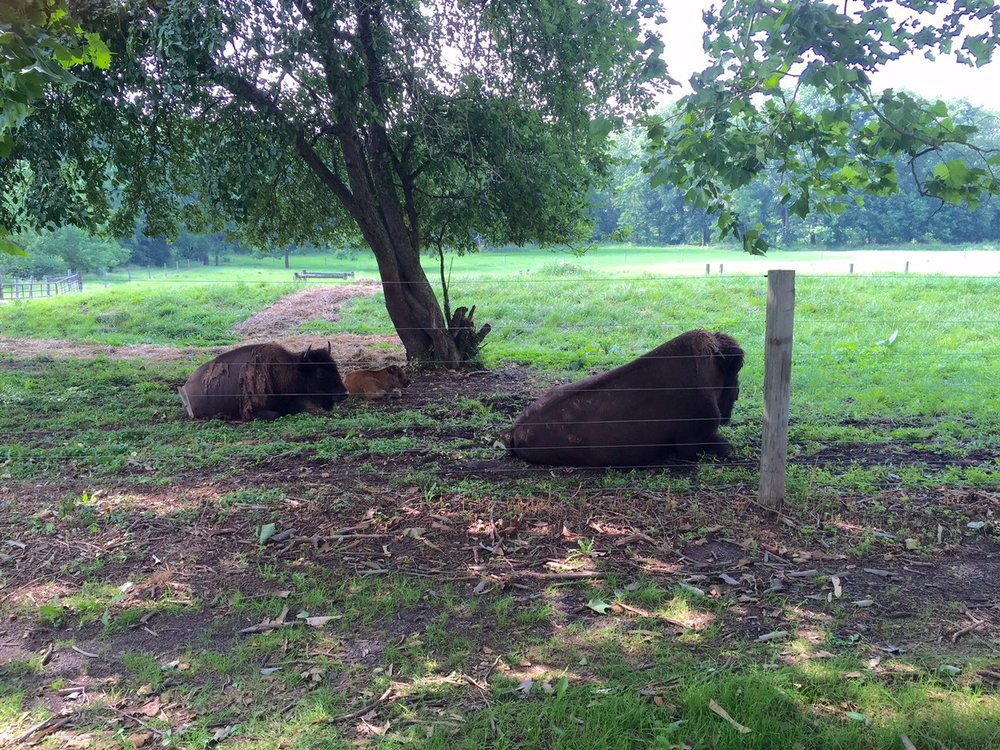 bison laying down in meadow.jpg