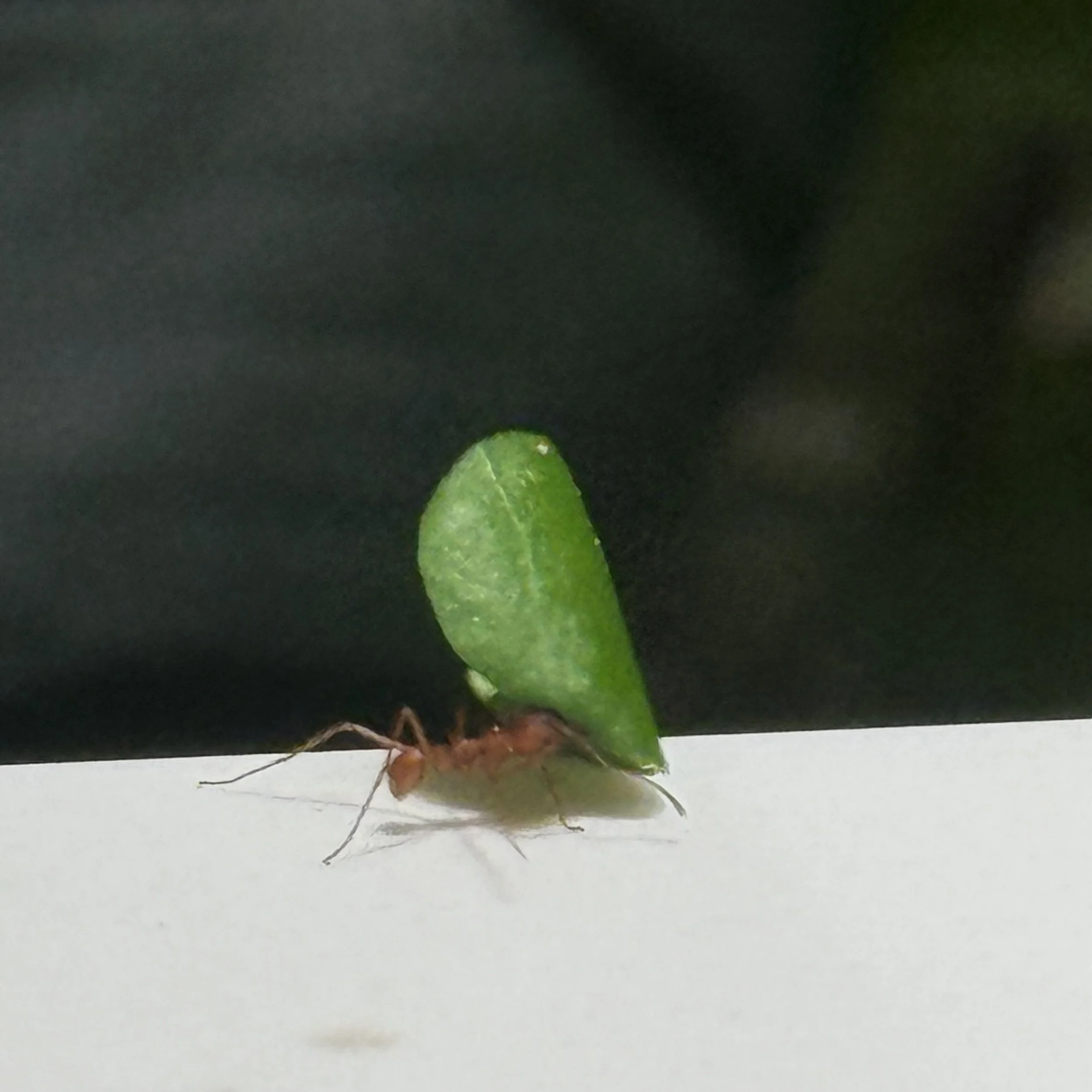 From the Archive:  Secret Strength (New York) 4.8.26