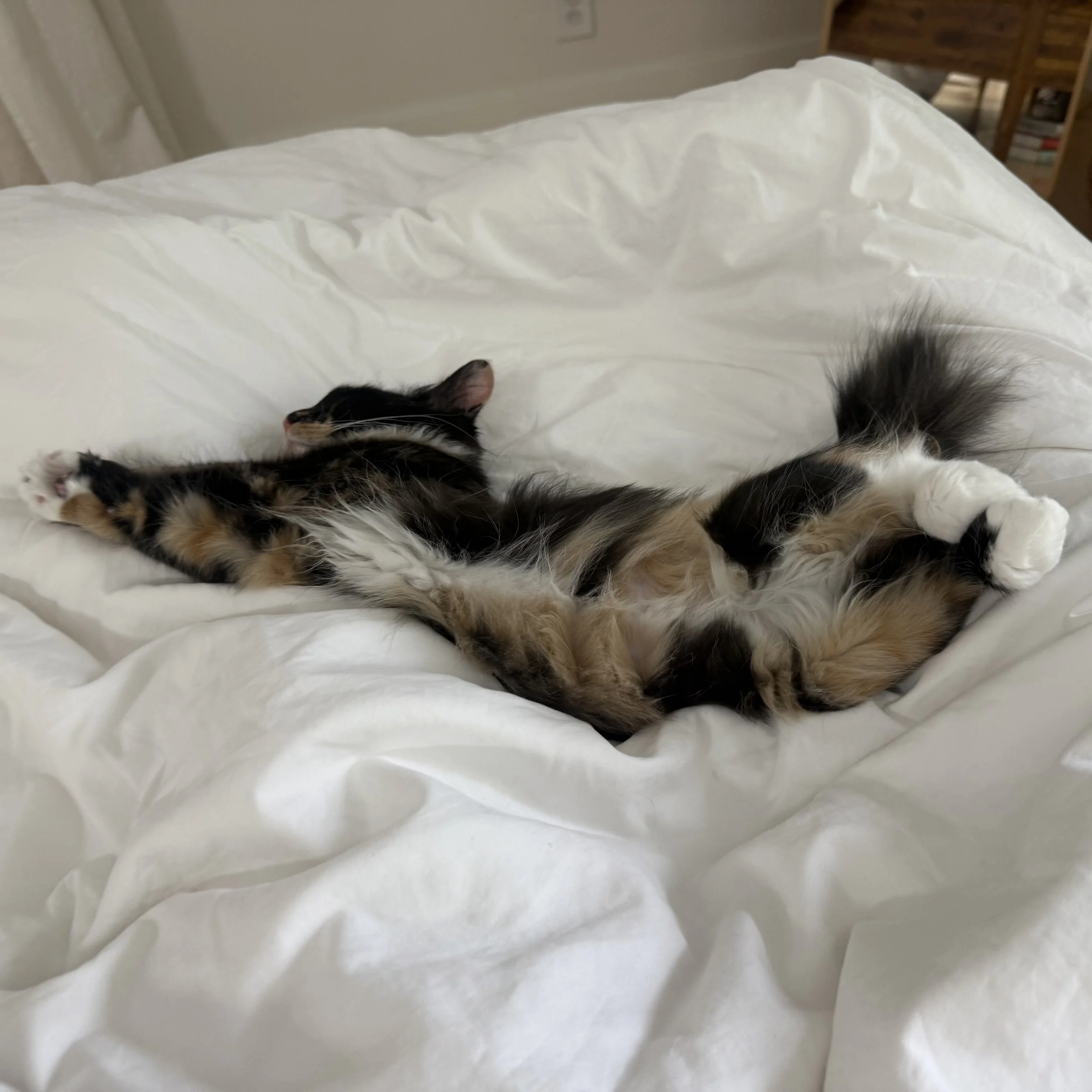Today I…Cuddled the Kitten. 