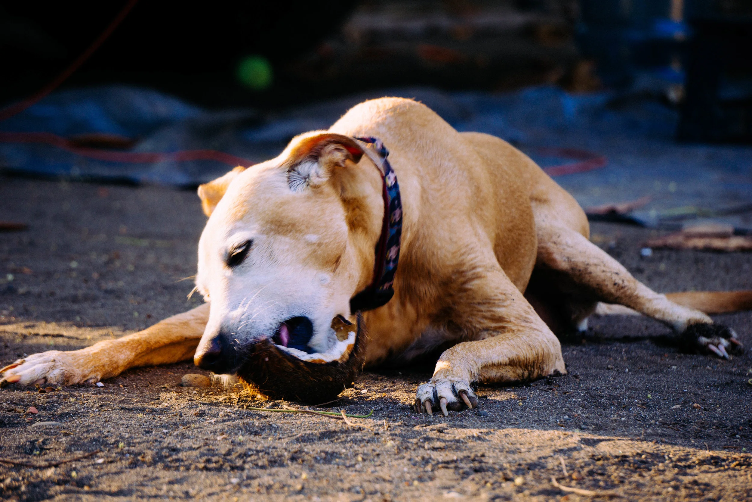 what do you need for a dog to cross the border