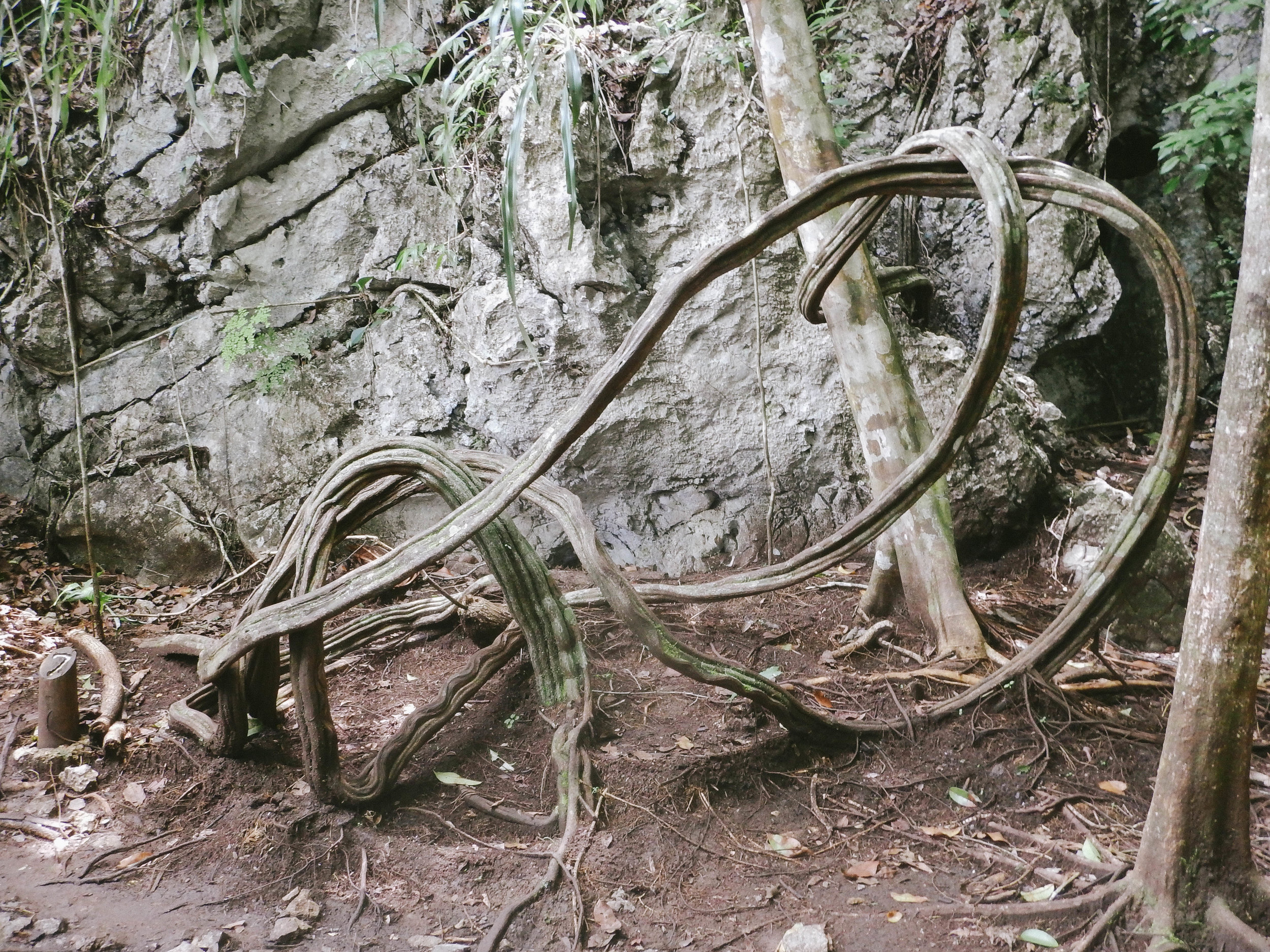 semuc champey vine.jpg