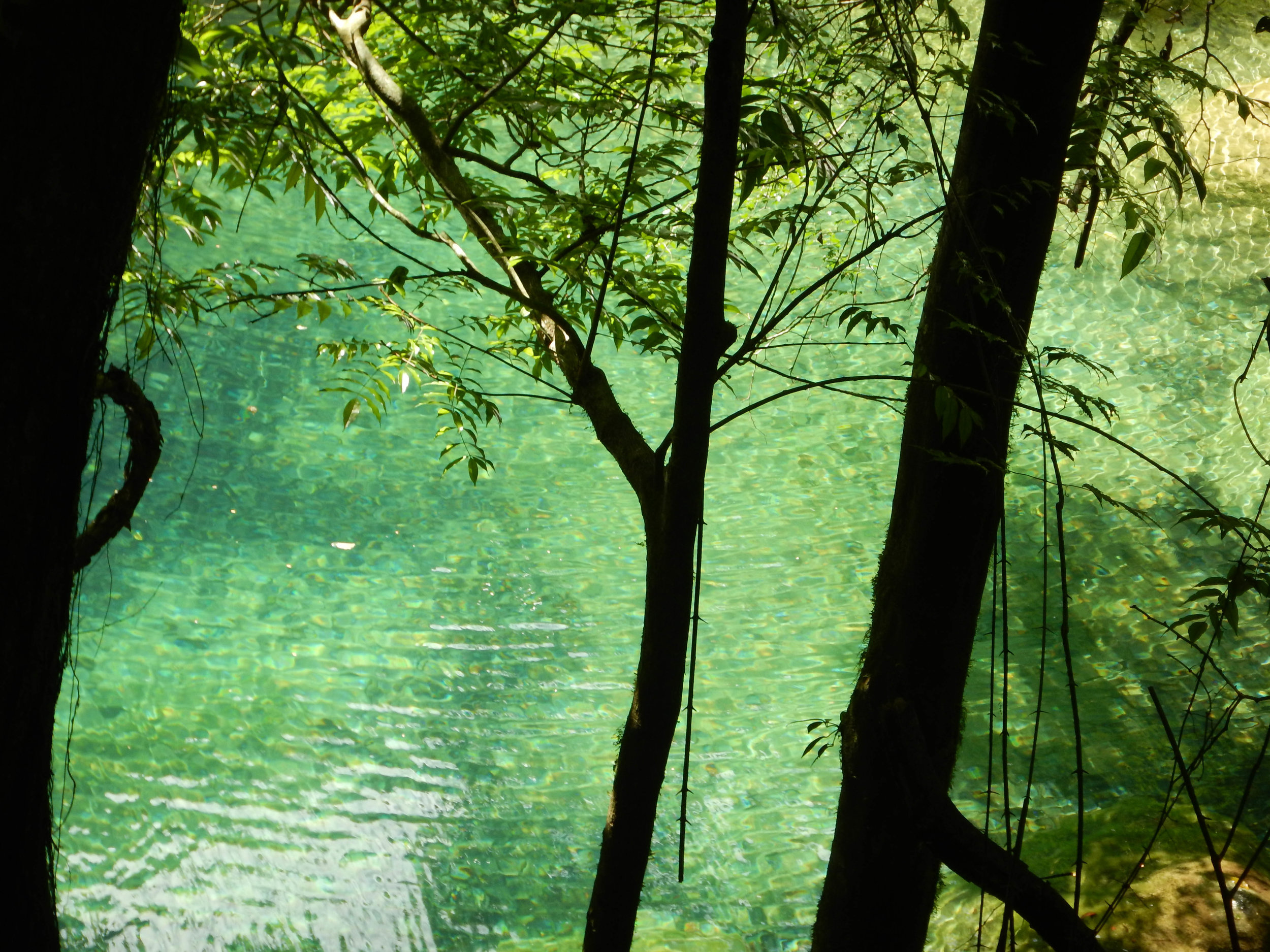 jungly view of pool 2.jpg