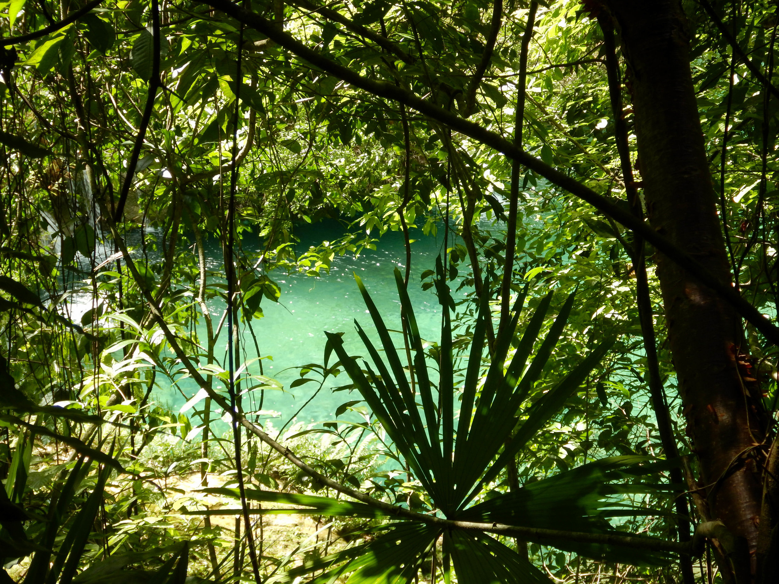 jungly view of pool.jpg