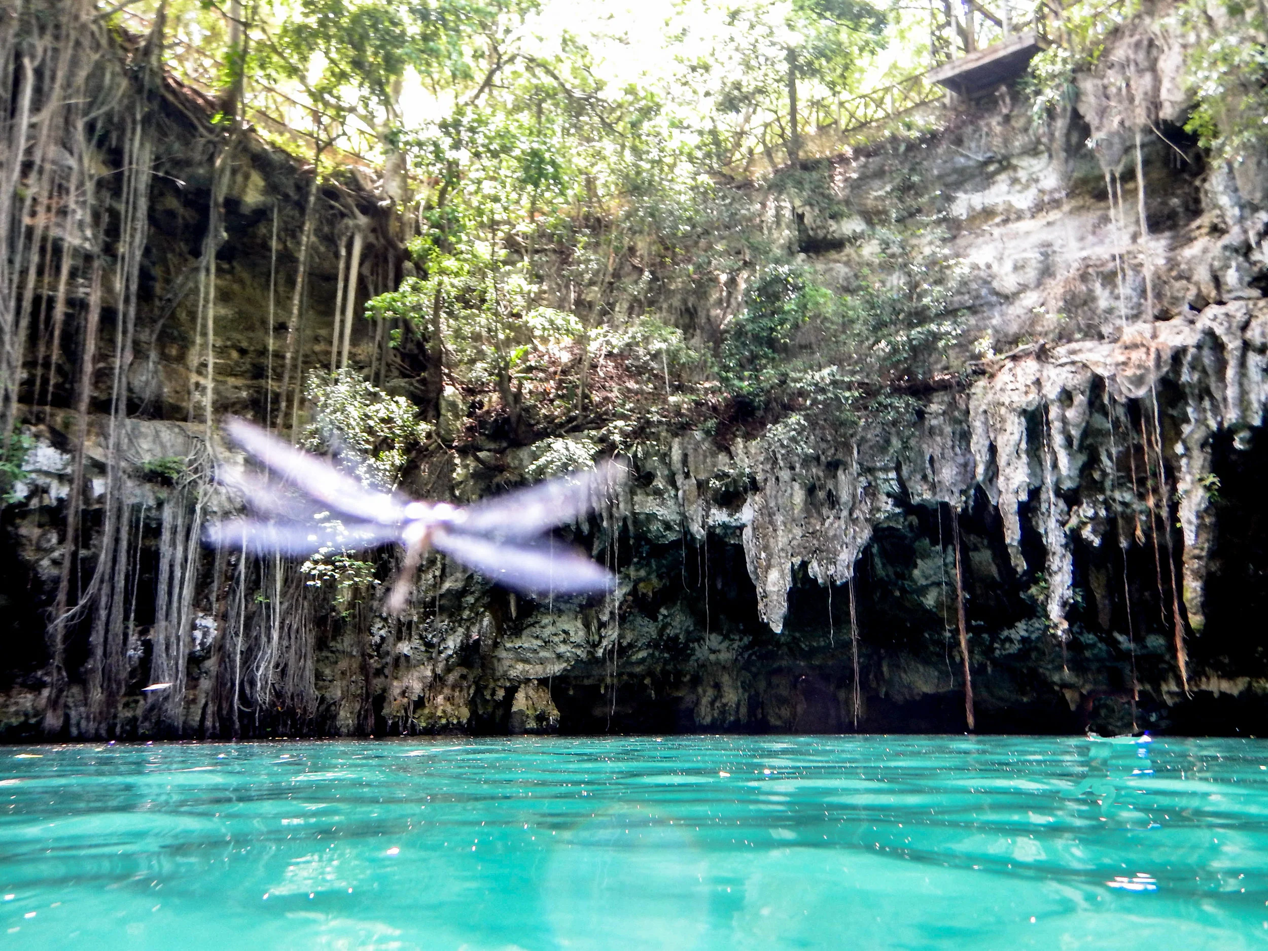 dragonfly cenote.jpg