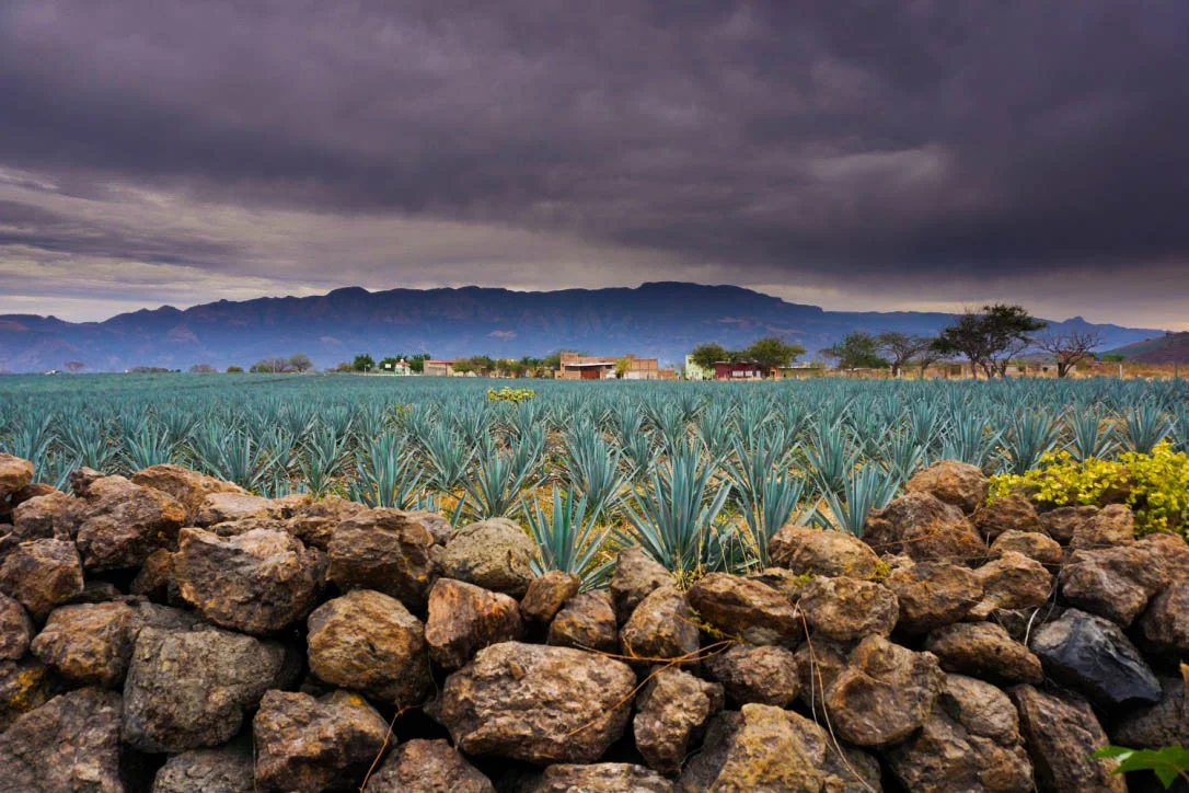 agave field with rock wall edited.jpg