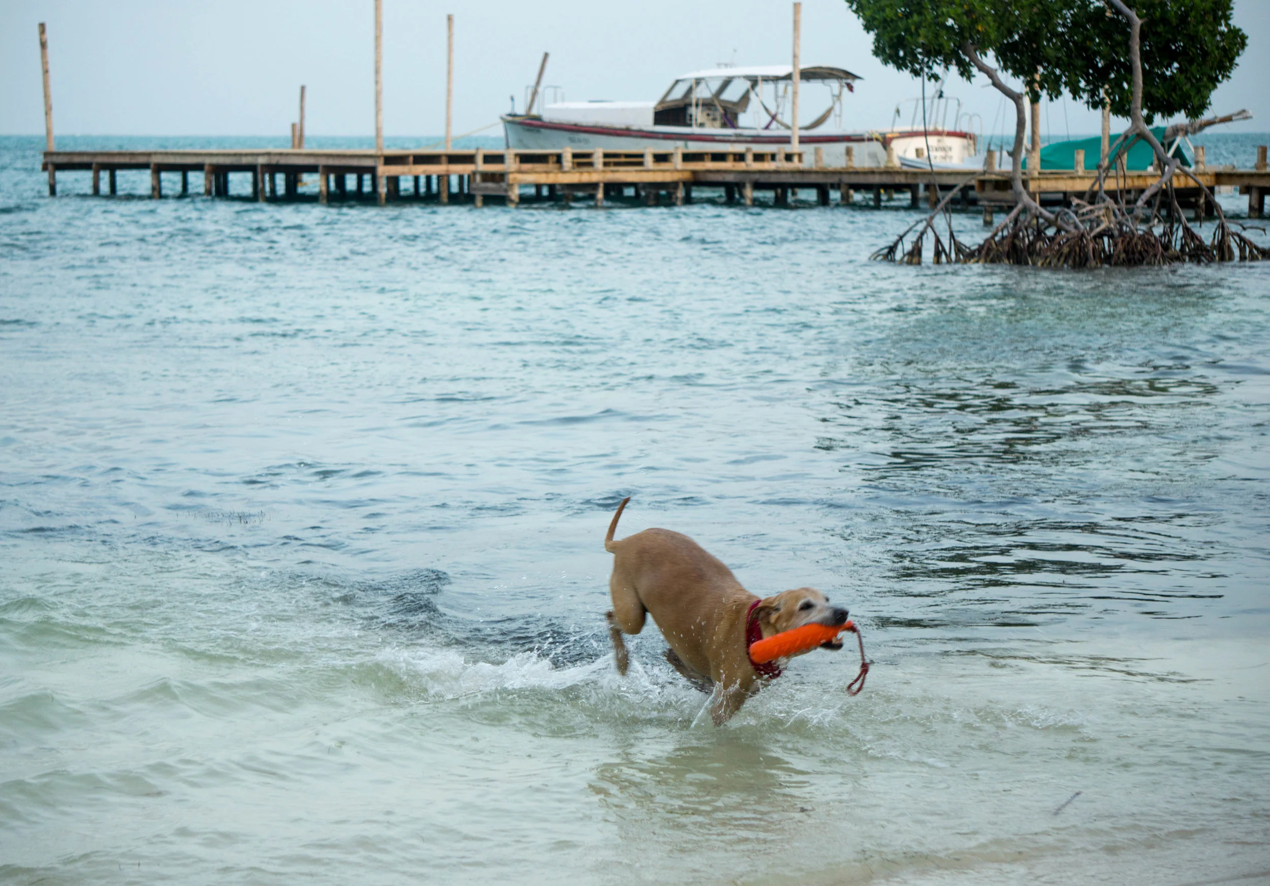 gracie on beach caye caulker with toy.jpg