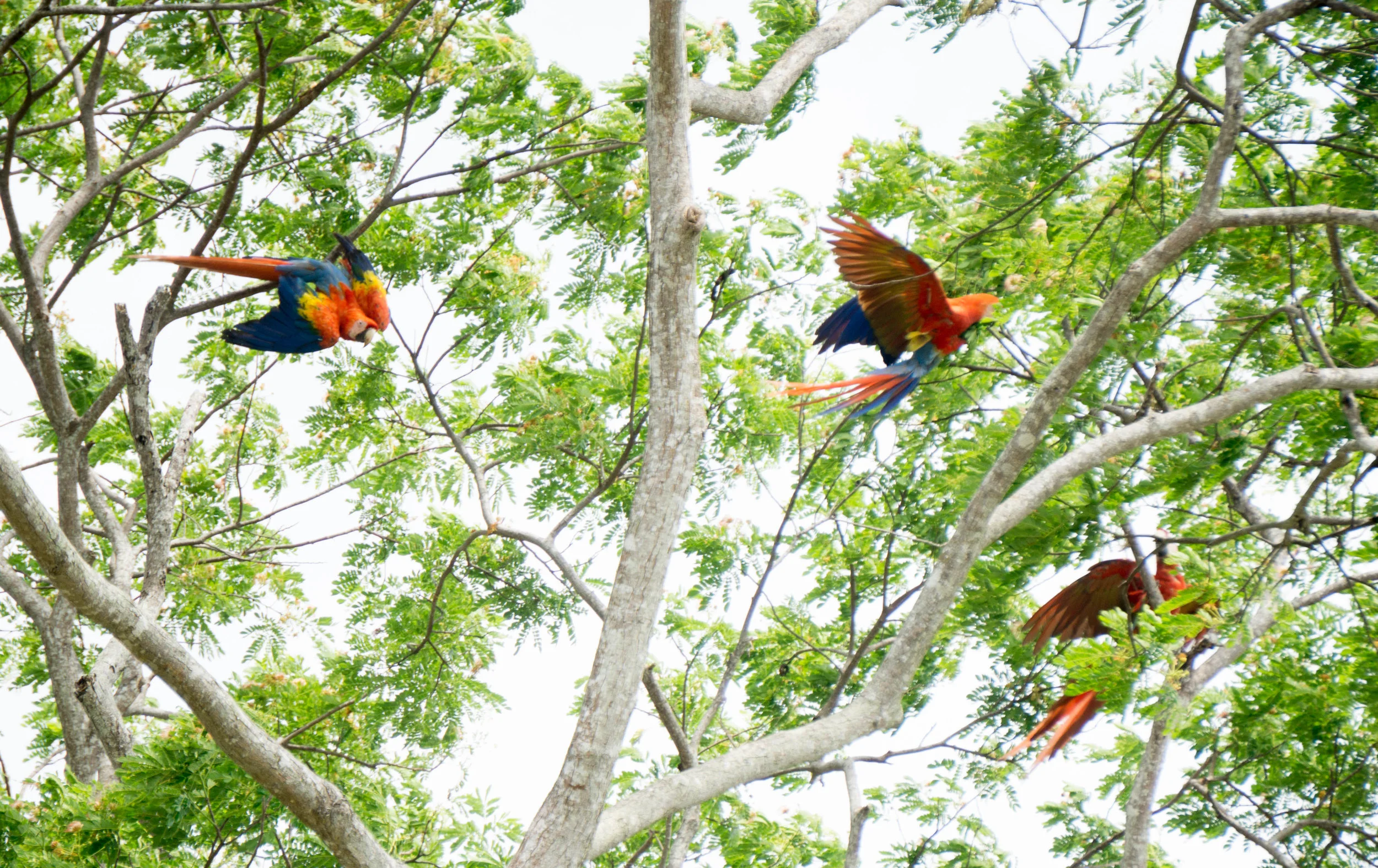 macaws in tree on highway 11 - fave.jpg