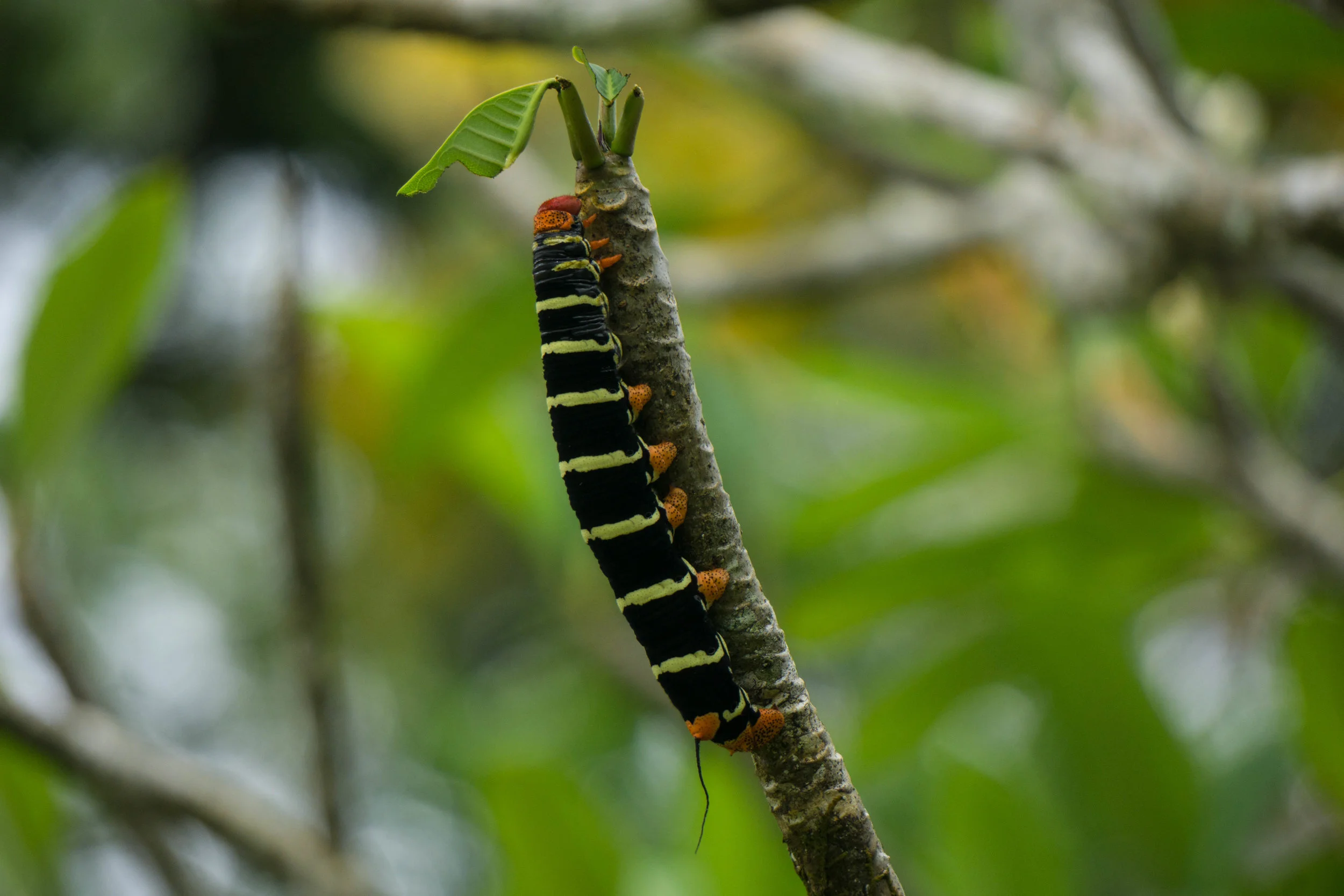 gigante caterpillar on tree.jpg