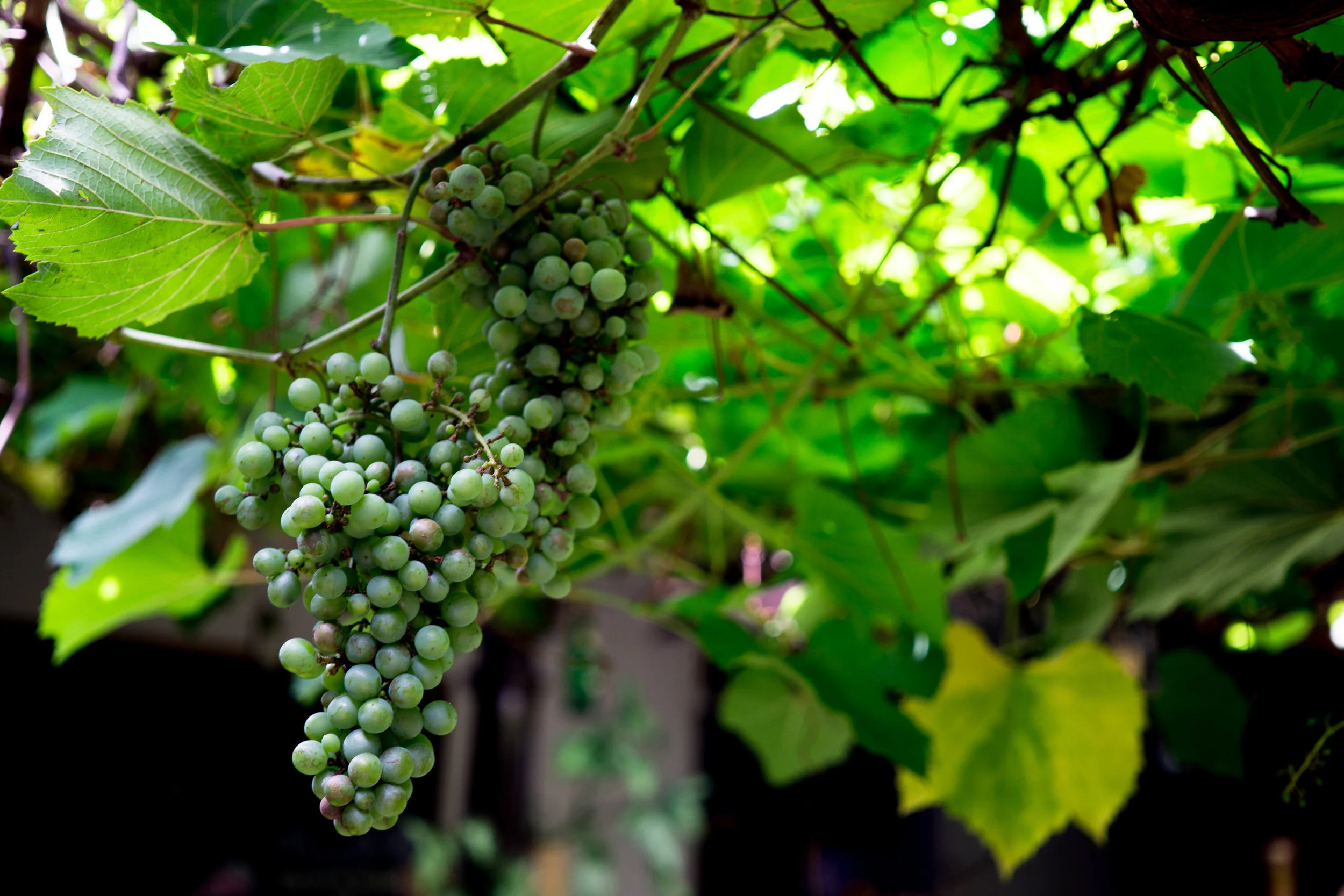 grapes from vine granada.jpg