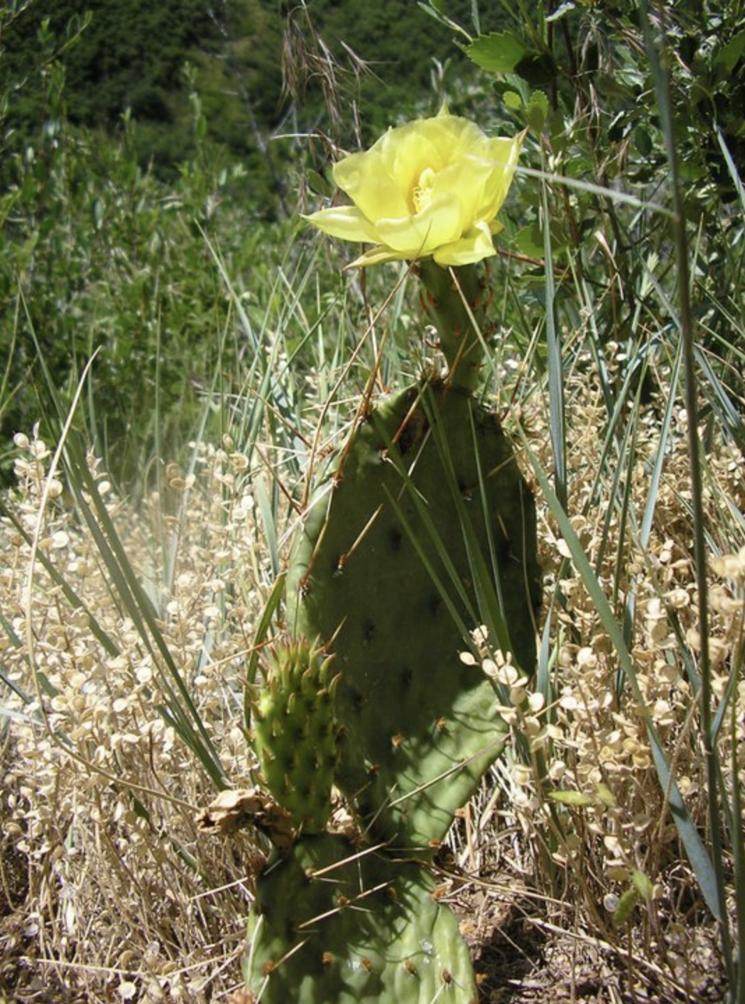 Prickly Pear in the backyard