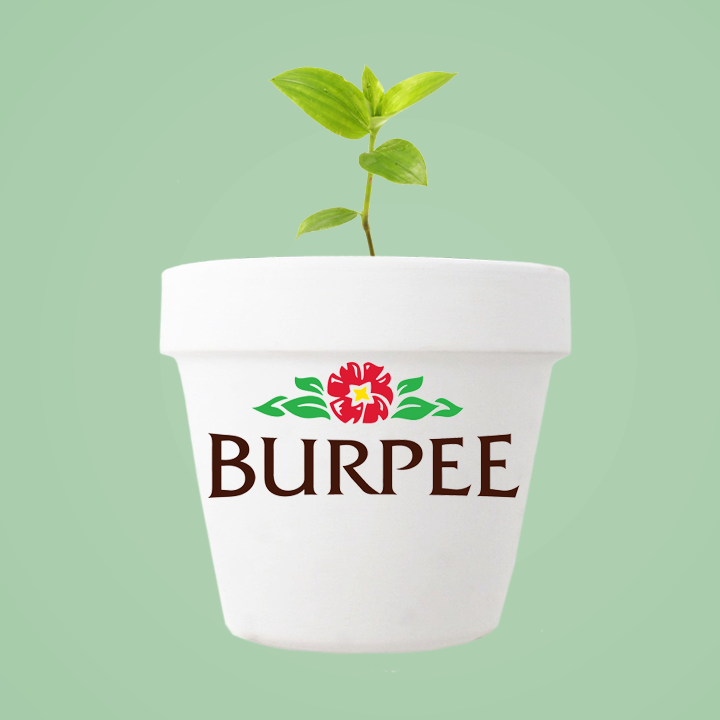 Burpee.png