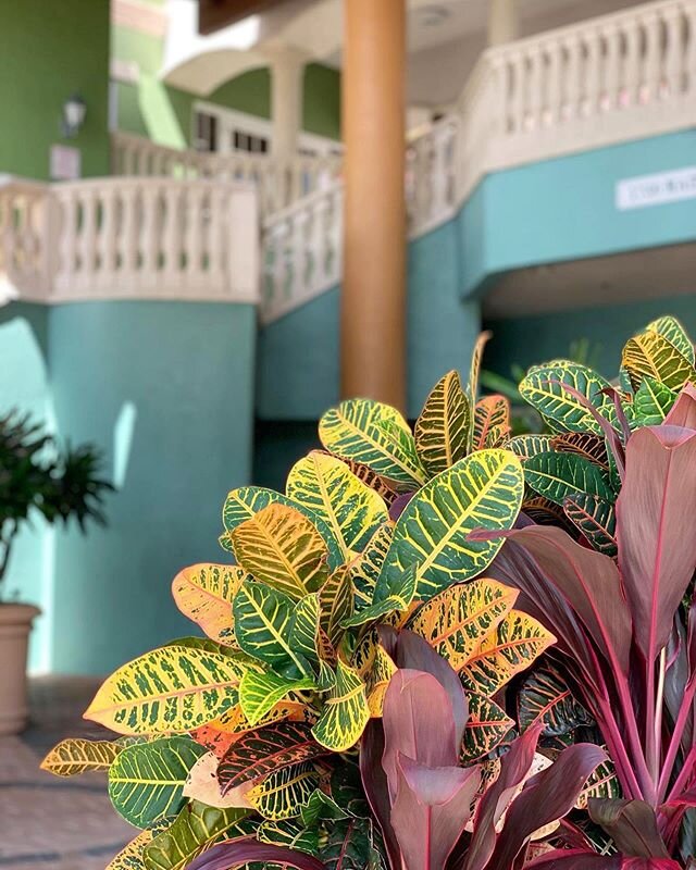 Weston&rsquo;s beautiful plants🌱 inspire us everyday🍃 So proud to call it our home. 
for salon &amp; spa bookings call (954)358-4868