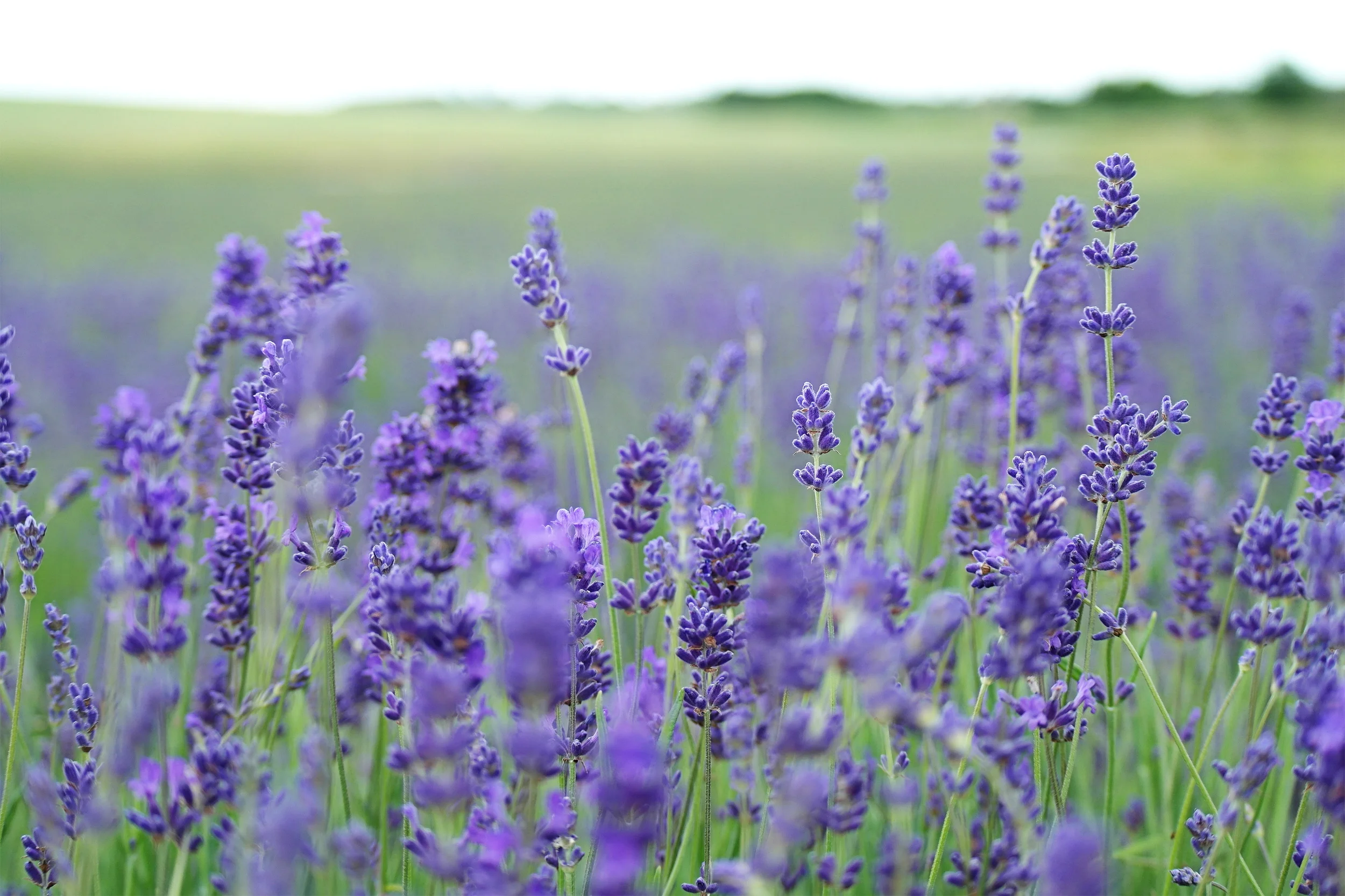 field of lilacs