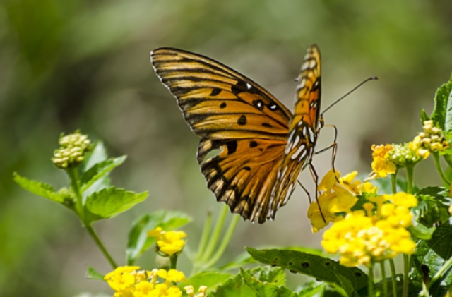 Butterfly on a yellow flower