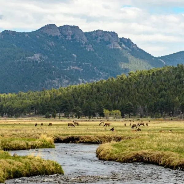 Herd of elk in meadow in Rocky Mountain National Park