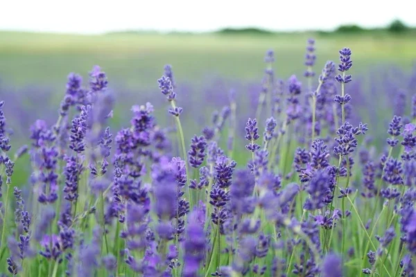 Lavender purple flowers growing in a green field