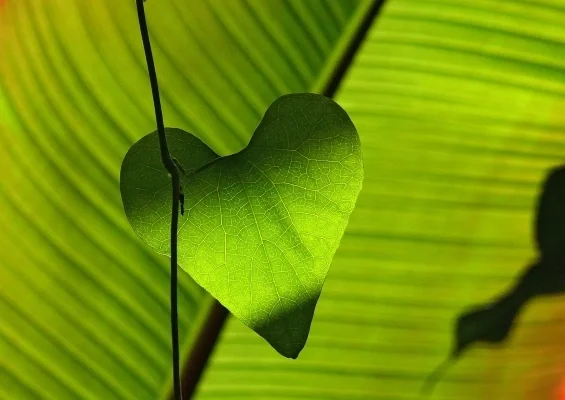 Closeup of a green leaf