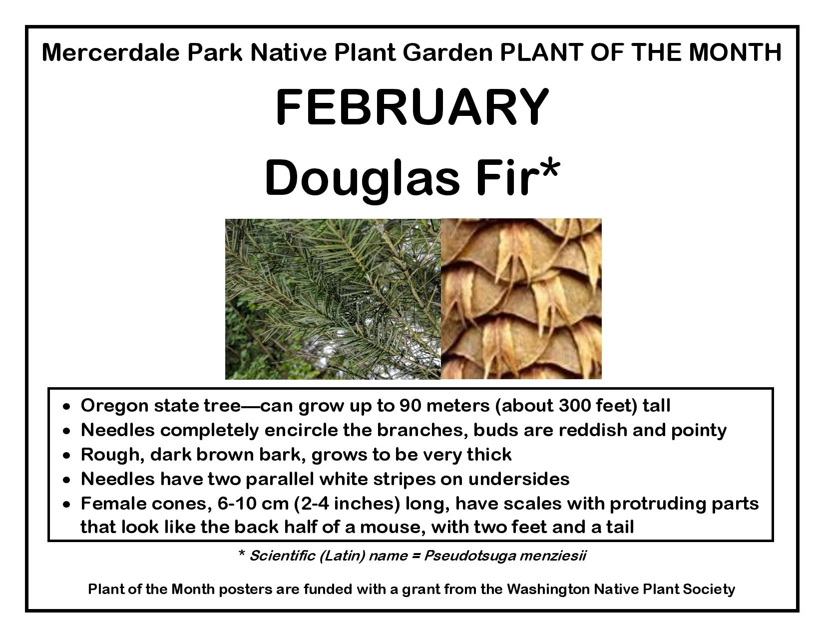 PLANT OF THE MONTH February Douglas Fir v4(1)(1)-page-001.jpg