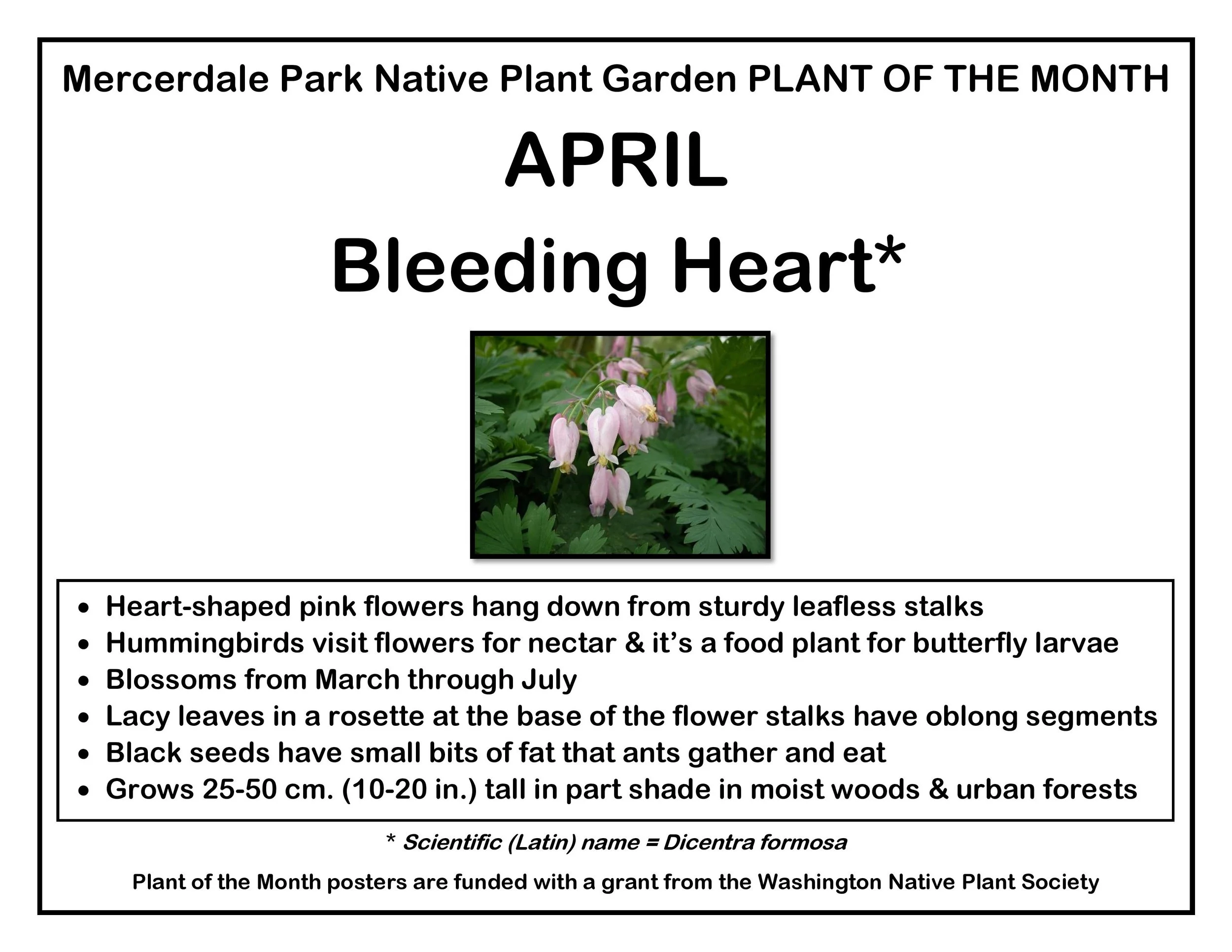 p PLANT OF THE MONTH 4 April Bleeding Heart v1-page-001(1).jpg