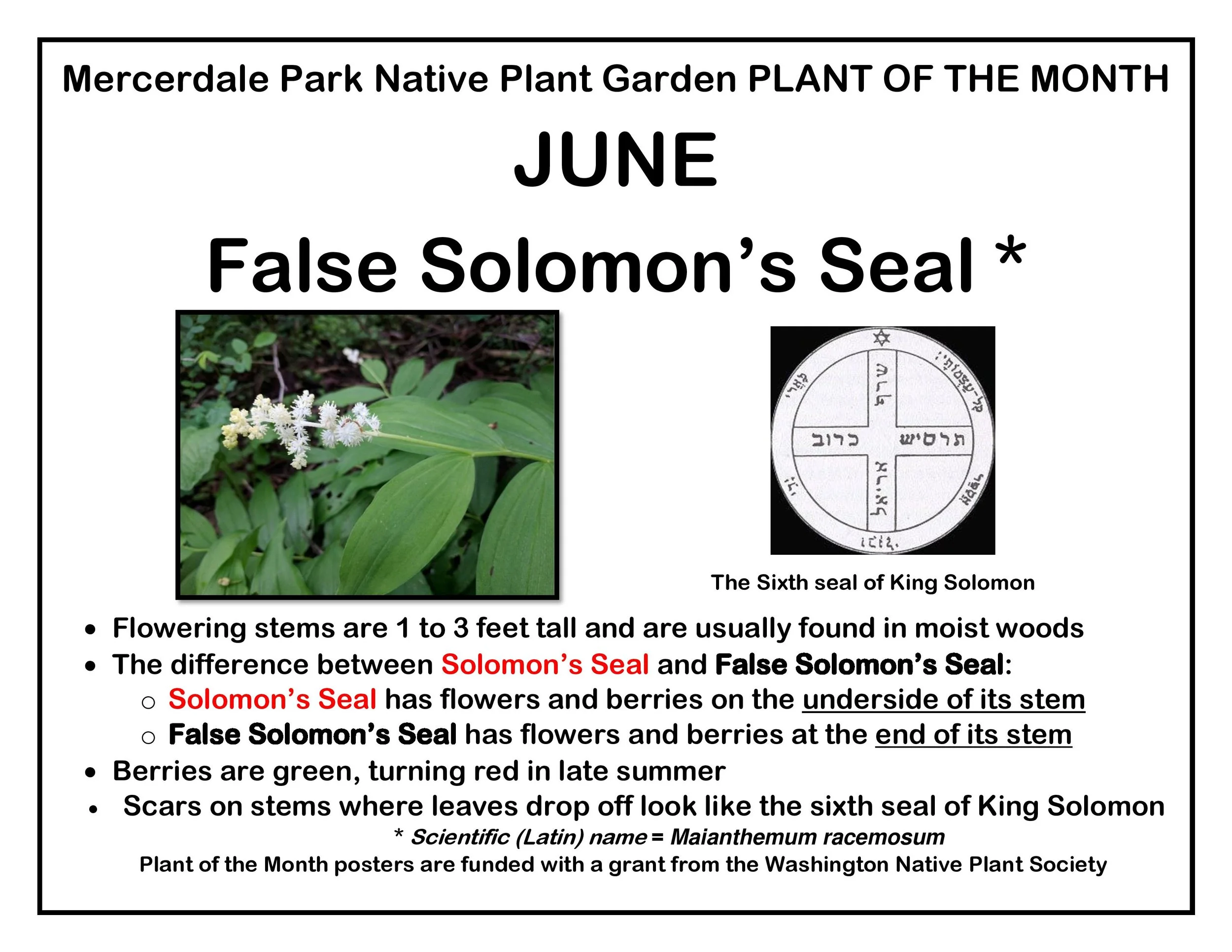 p PLANT OF THE MONTH 6 June False S Seal FINAL-page-001.jpg