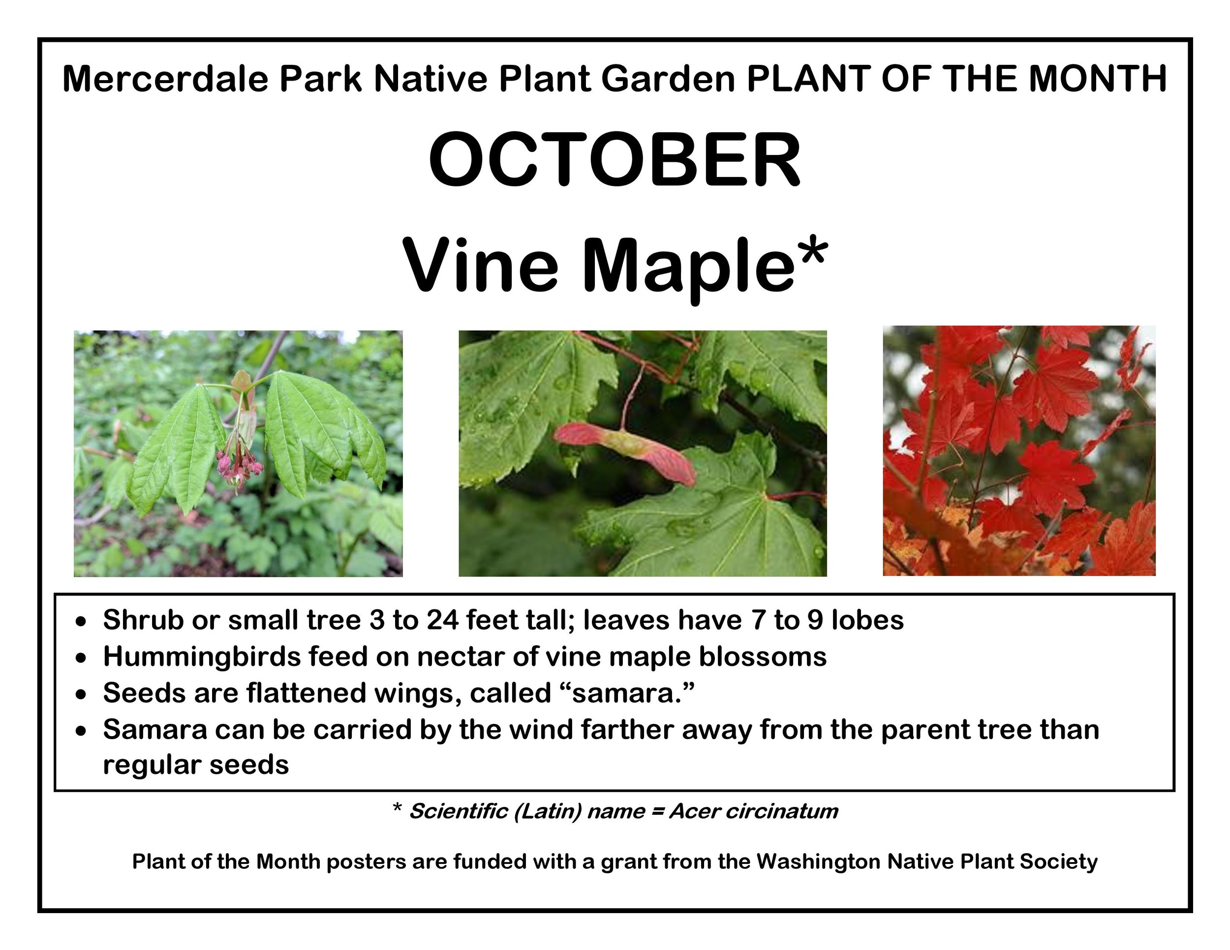 p PLANT OF THE MONTH 10 October Vine Maple v2-page-001.jpg