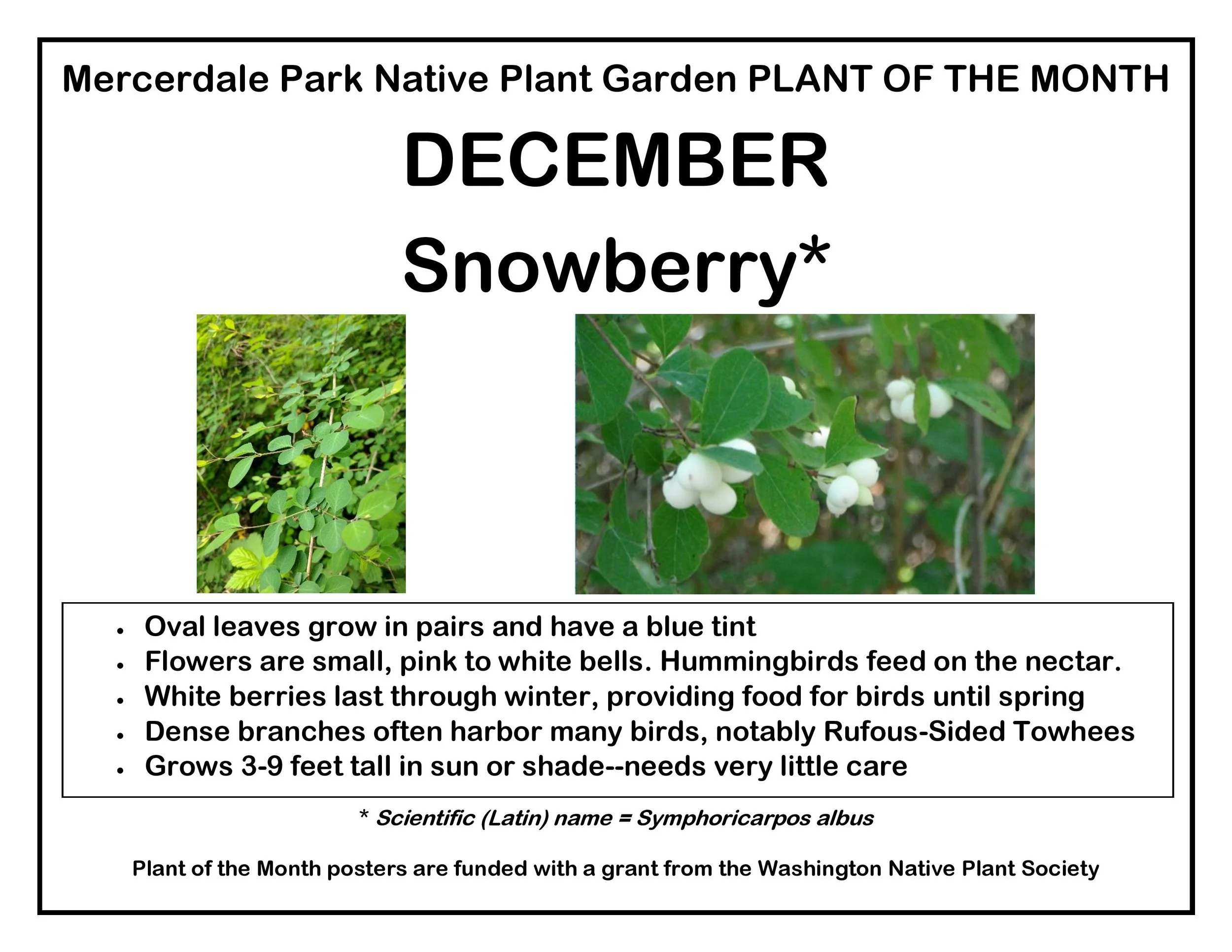 p PLANT OF THE MONTH 12 December Snowberry v2-page-001.jpg