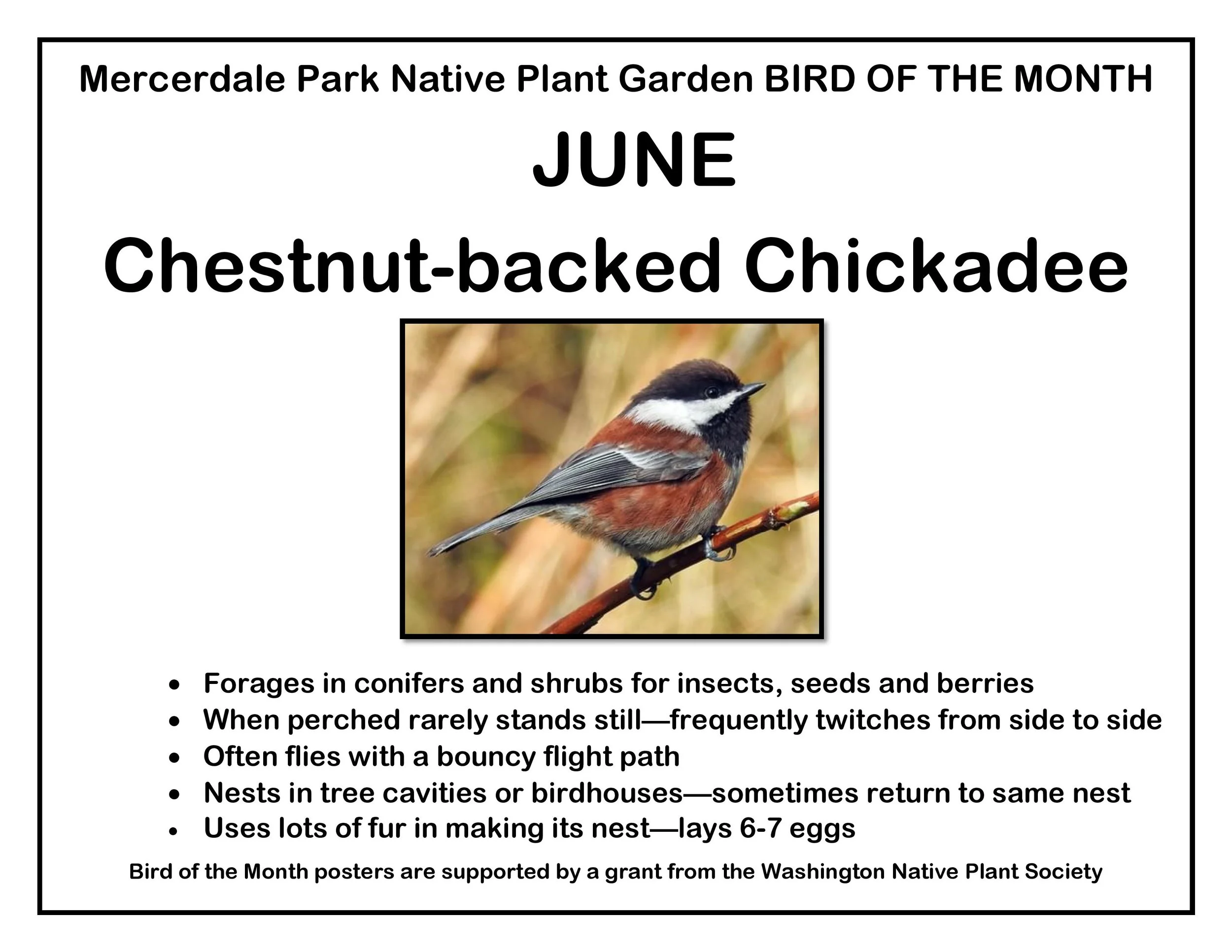 p BIRD OF THE MONTH 6 June Chestnut backed FINAL-page-001.jpg