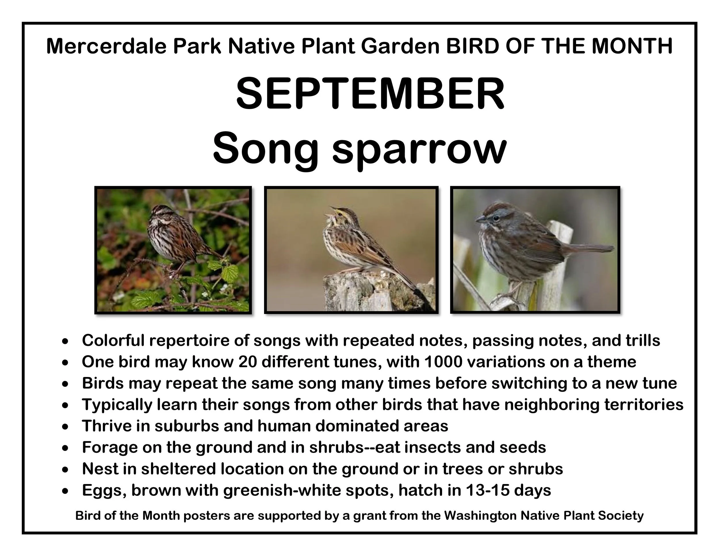 p BIRD OF THE MONTH 9 September Song sparrow-page-001.jpg