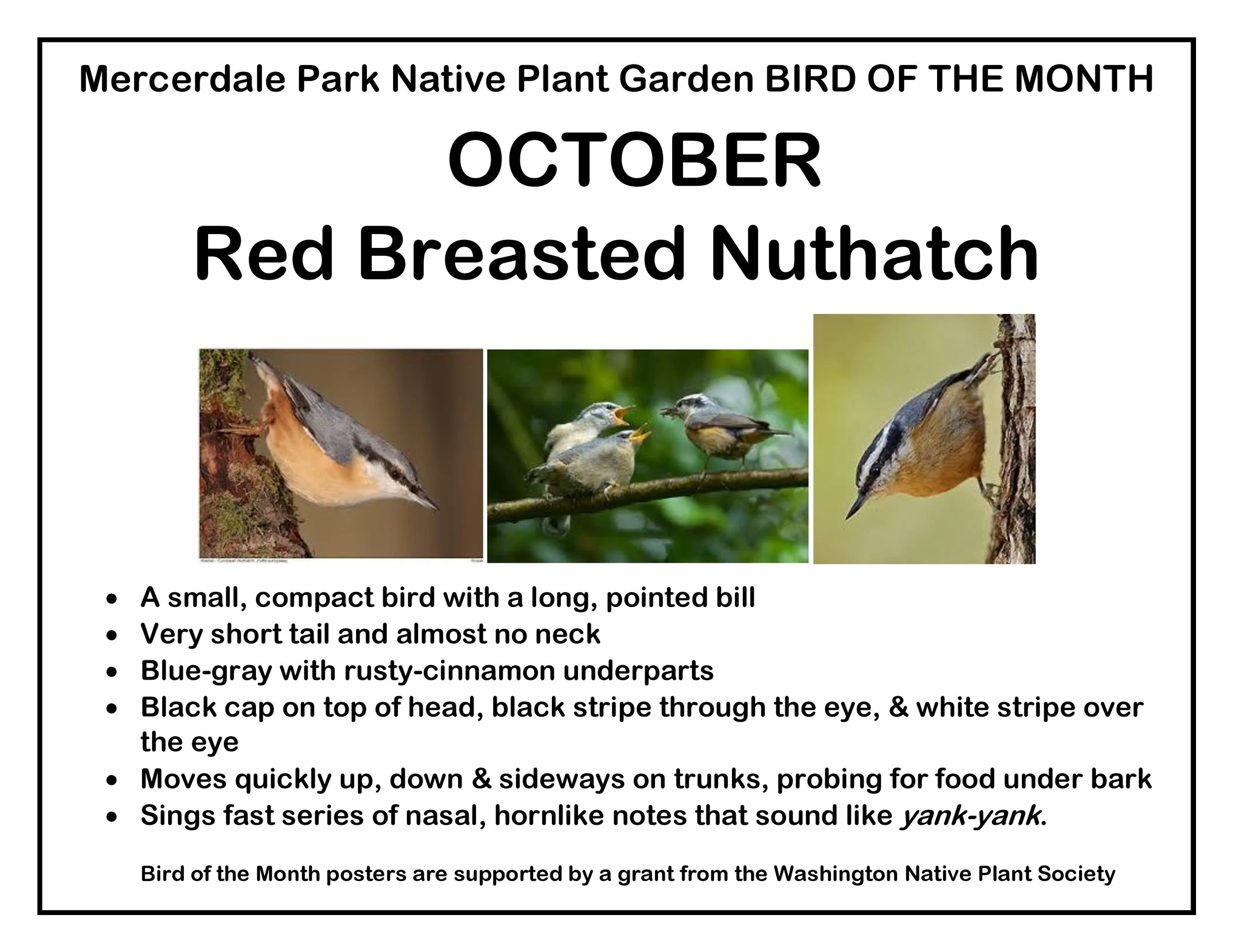 p BIRD OF THE MONTH 10 October Red Breasted Nuthatch-page-001.jpg