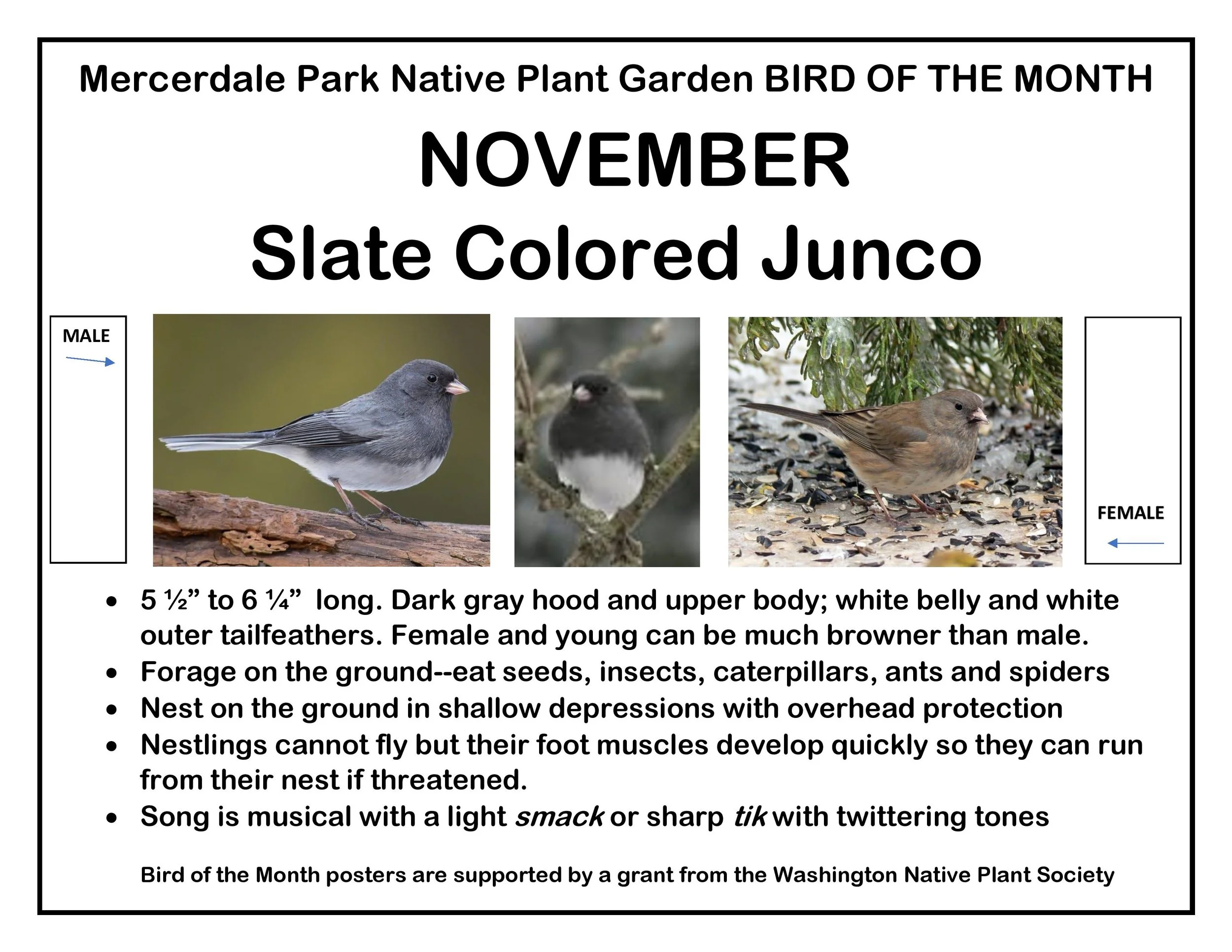 p BIRD OF THE MONTH 11 November Slate Colored Junco-page-001.jpg