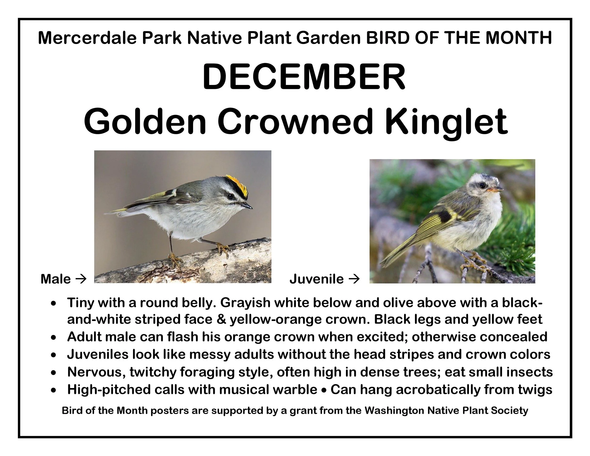 p BIRD OF THE MONTH 12 December Golden Crowned Kinglet-page-001.jpg