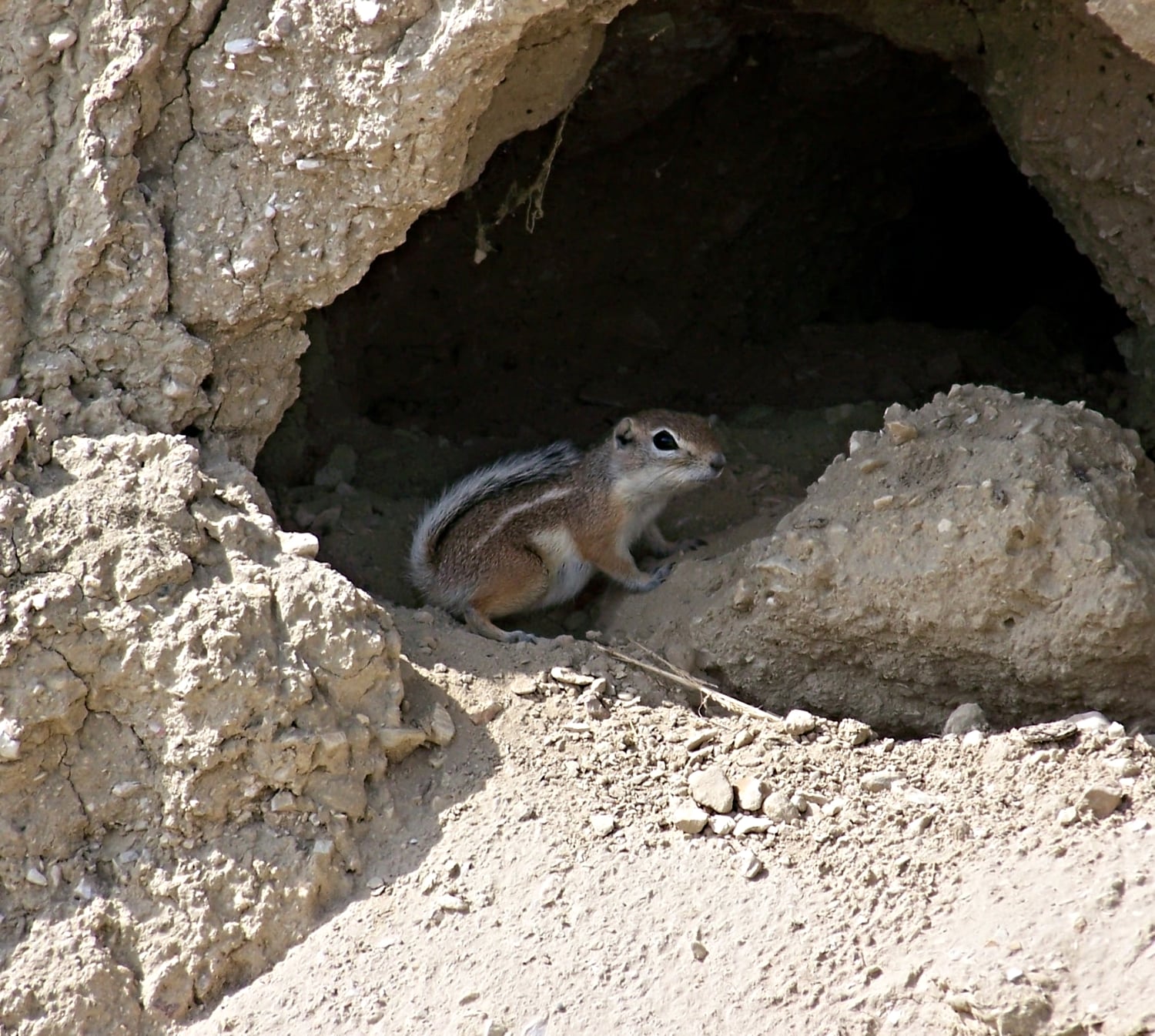 San Joaquin Antelope Squirrel
