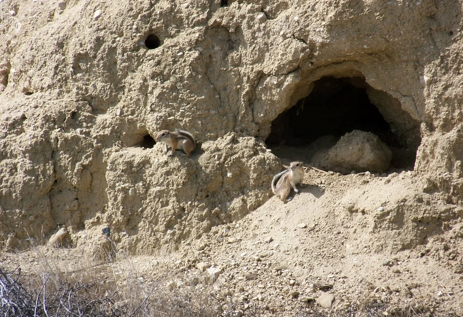 San Joaquin Antelope Squirrel